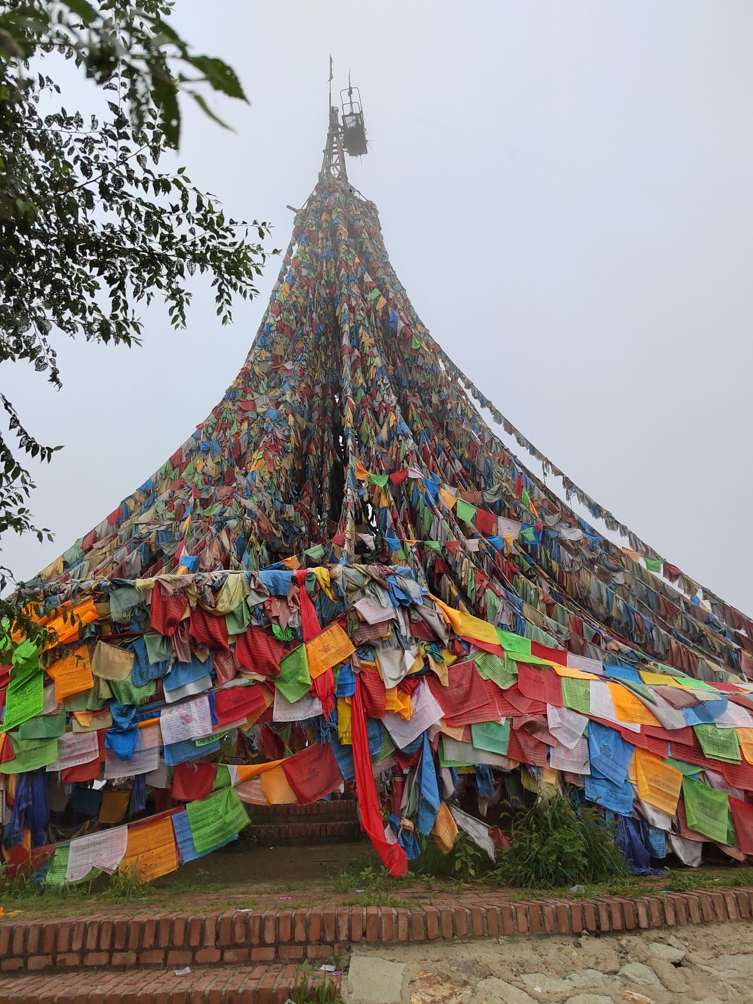龙泉神树旅行图片 3