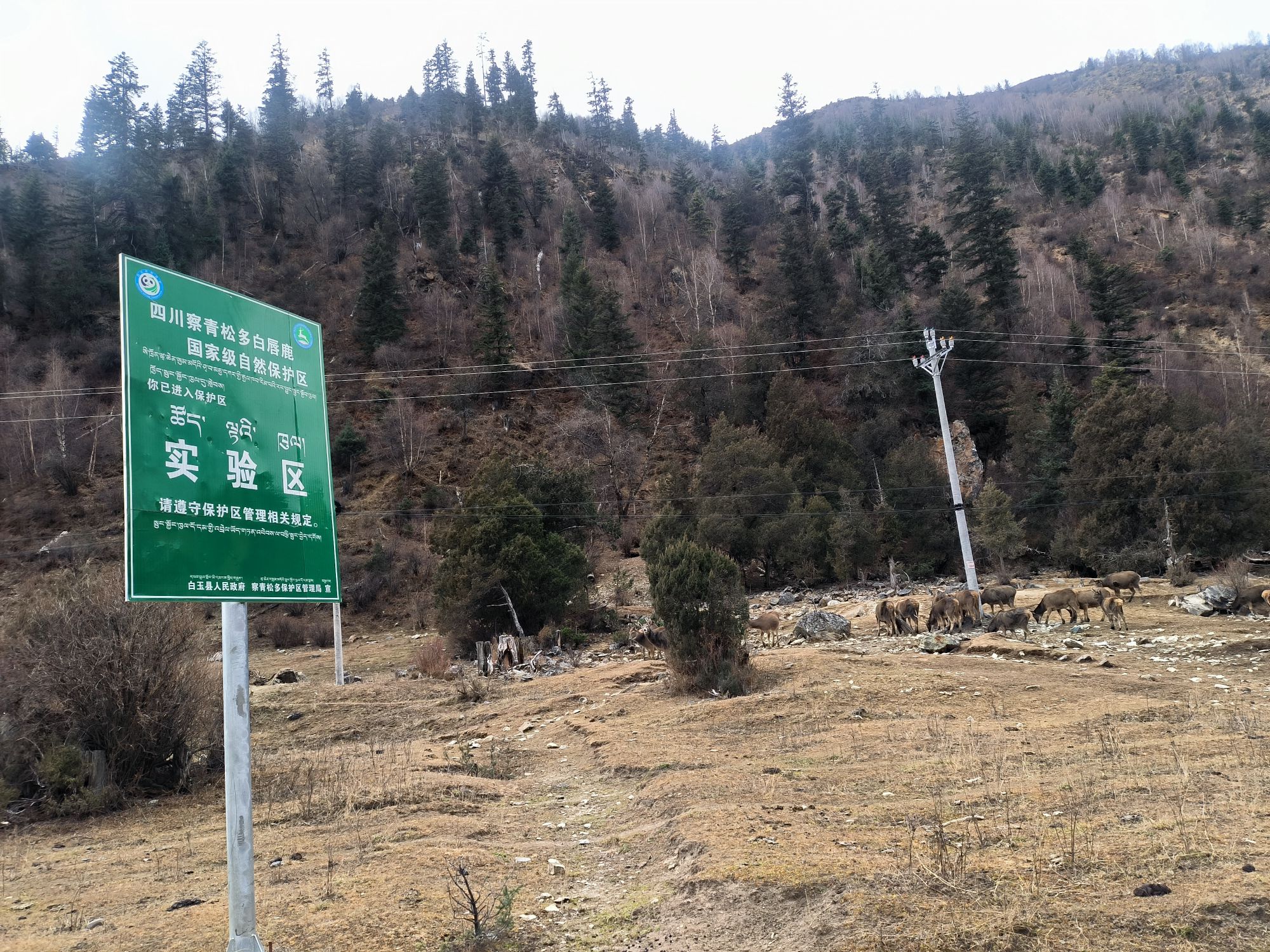 察青松白唇鹿国家级自然保护区旅行图片 1