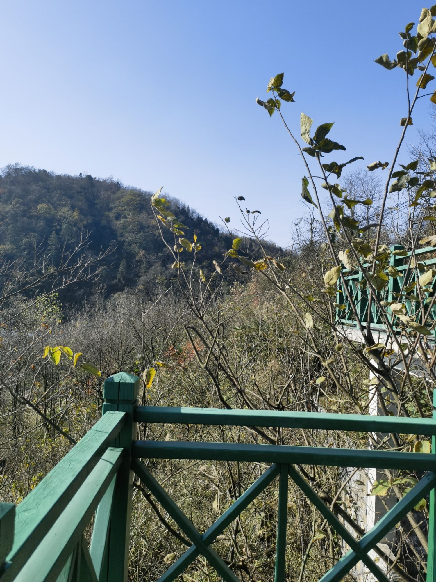 古银杏群景区旅行图片 2