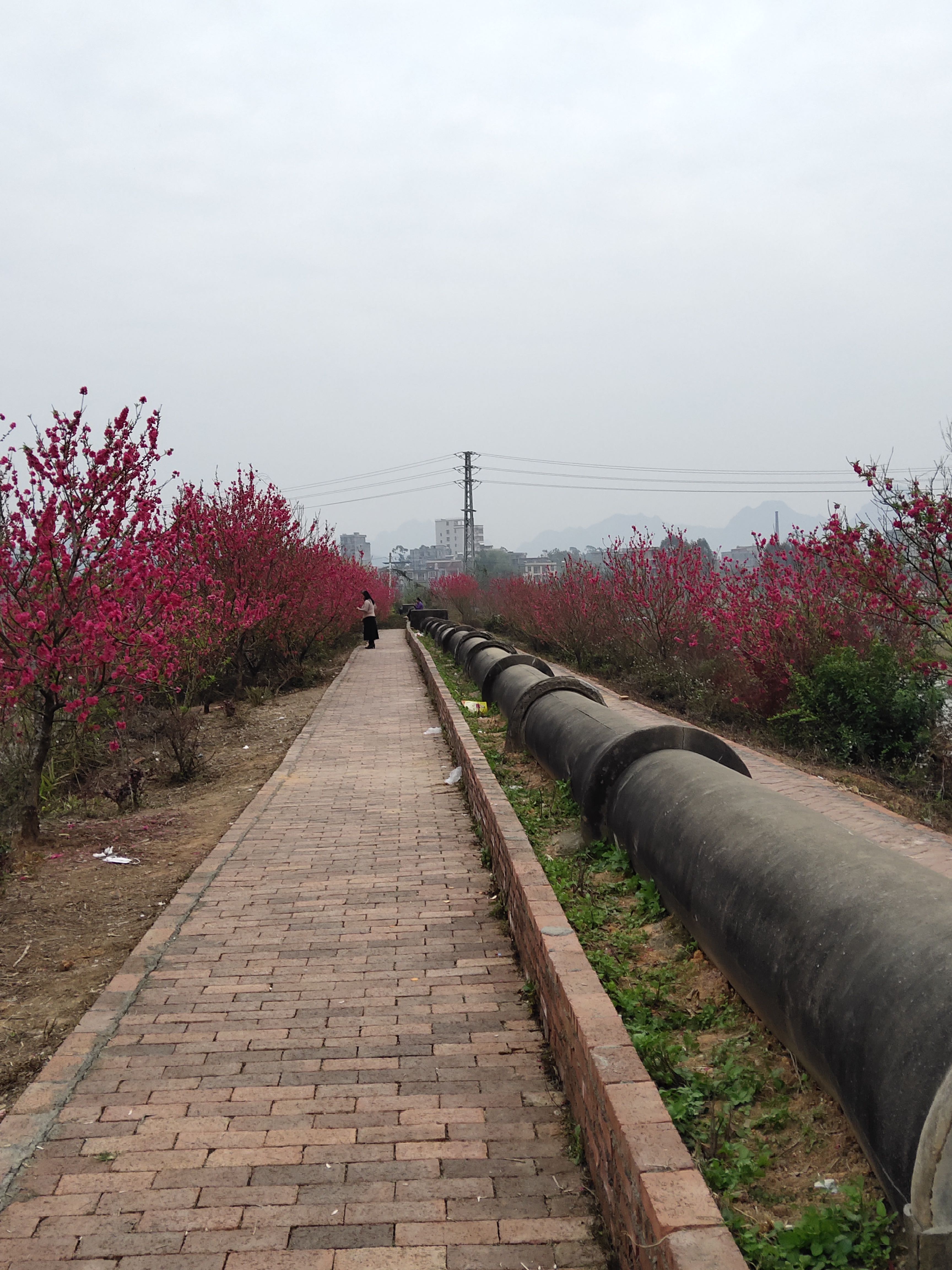 十里桃花旅行图片 3