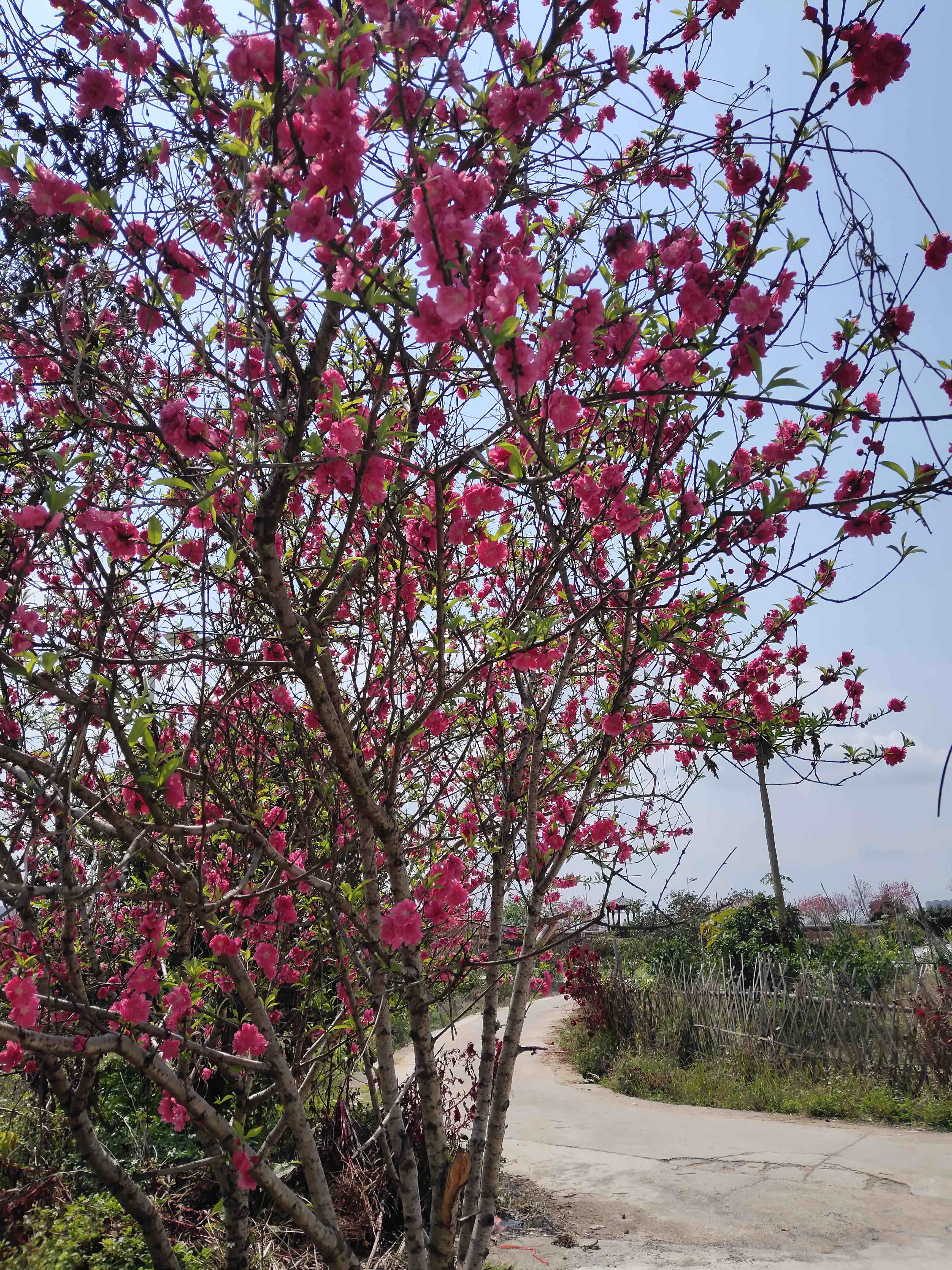 十里桃花旅行图片 2