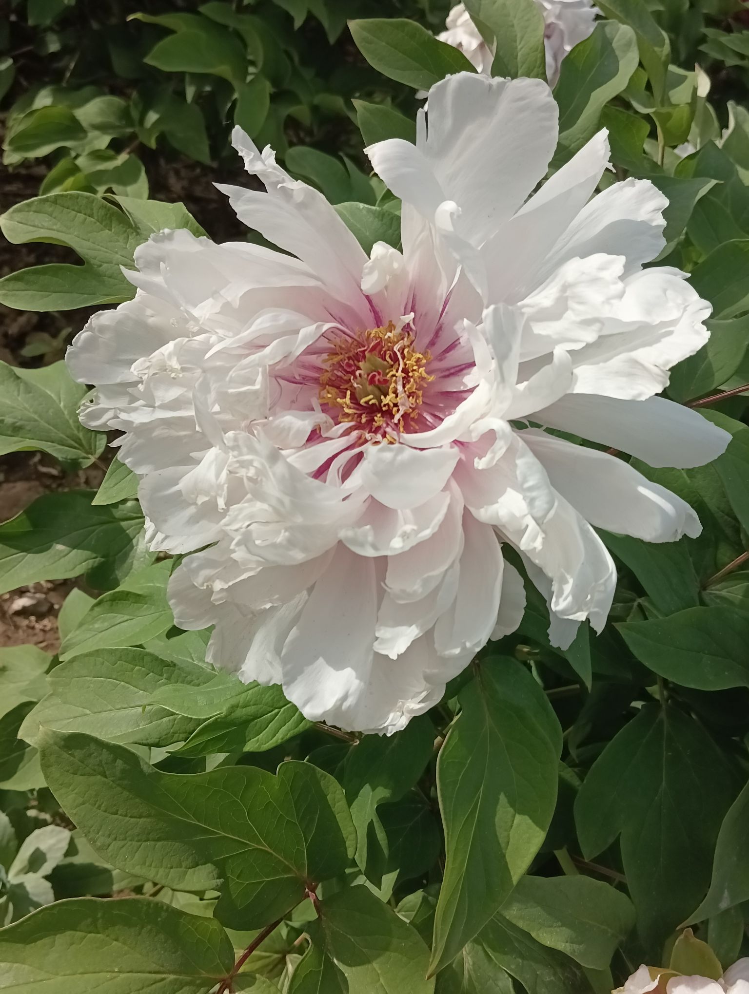 运河牡丹园旅行图片 3