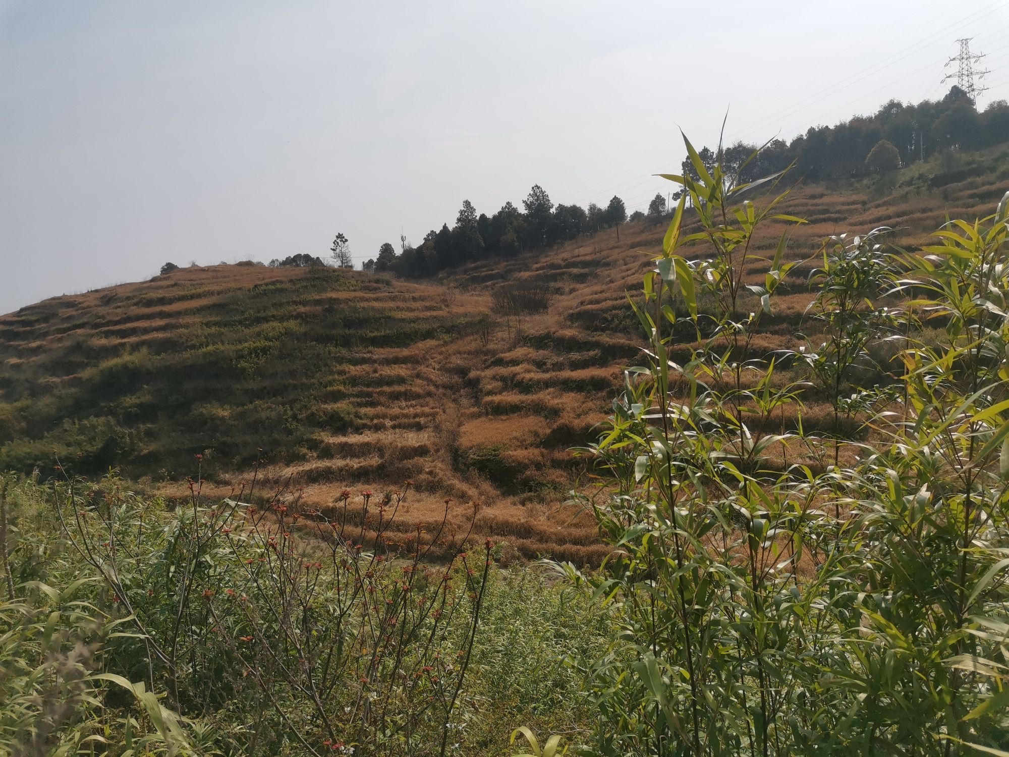 瑞安集云山花海旅行图片 1