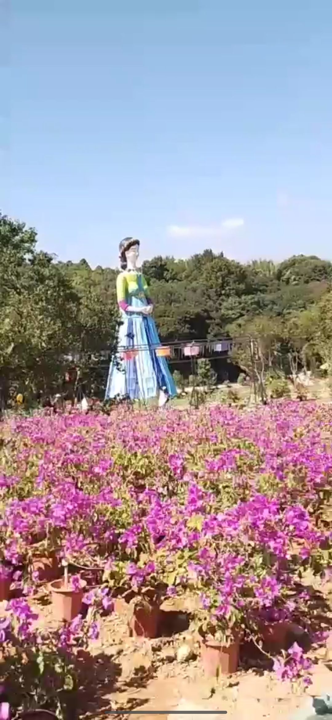 瑞安集云山花海的第1张图片的图片资料