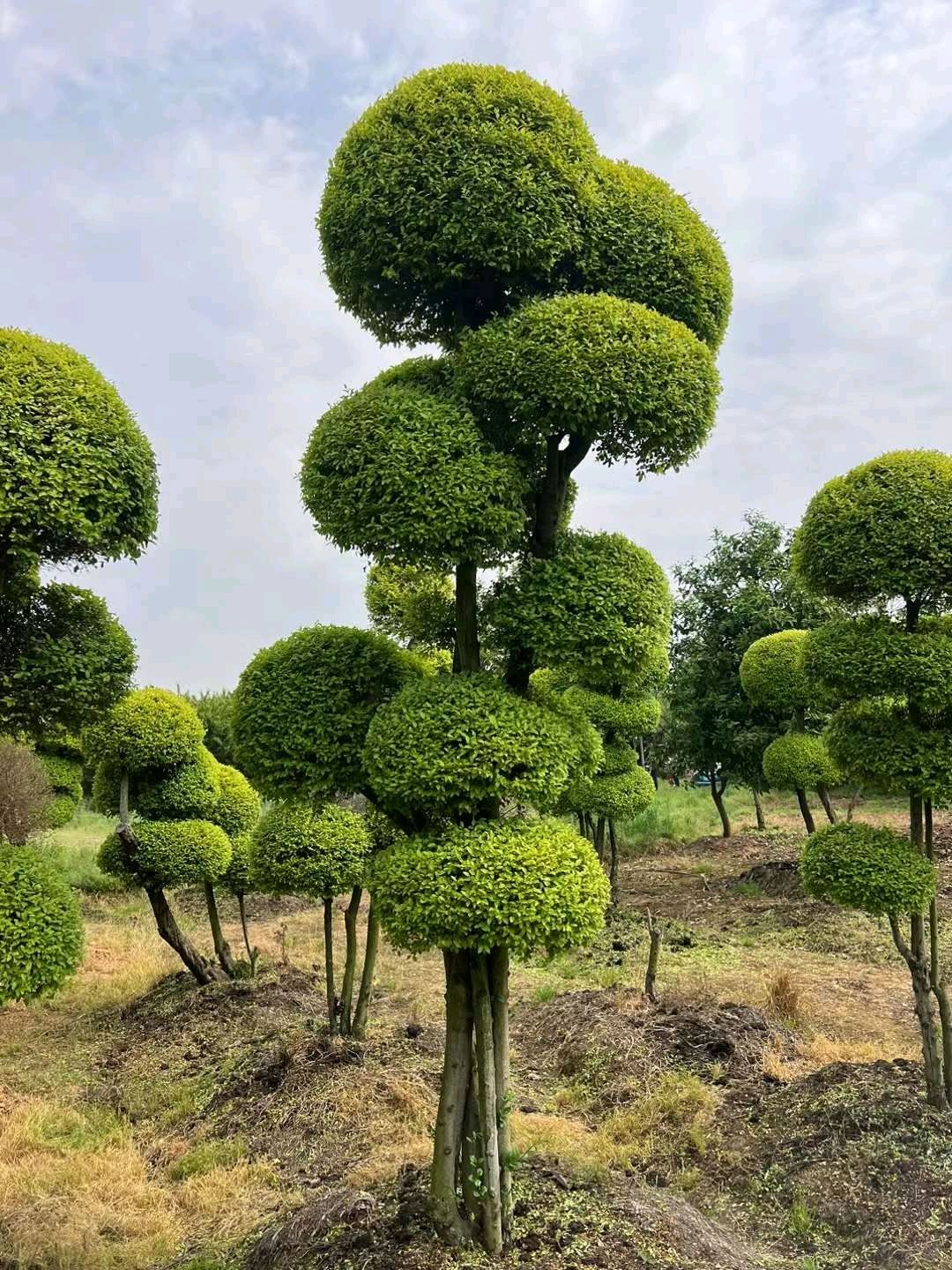 凤栖湖湿地公园旅行图片 1