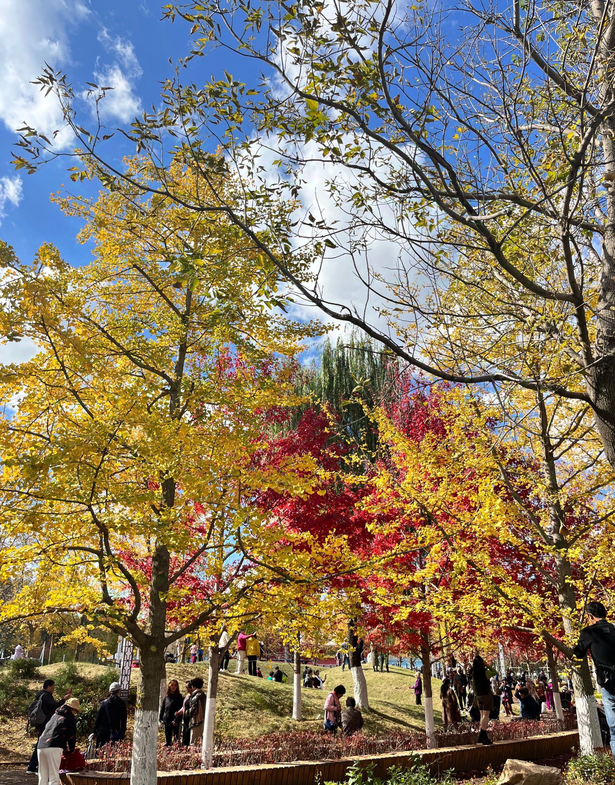 花间道运动公园旅行图片 2