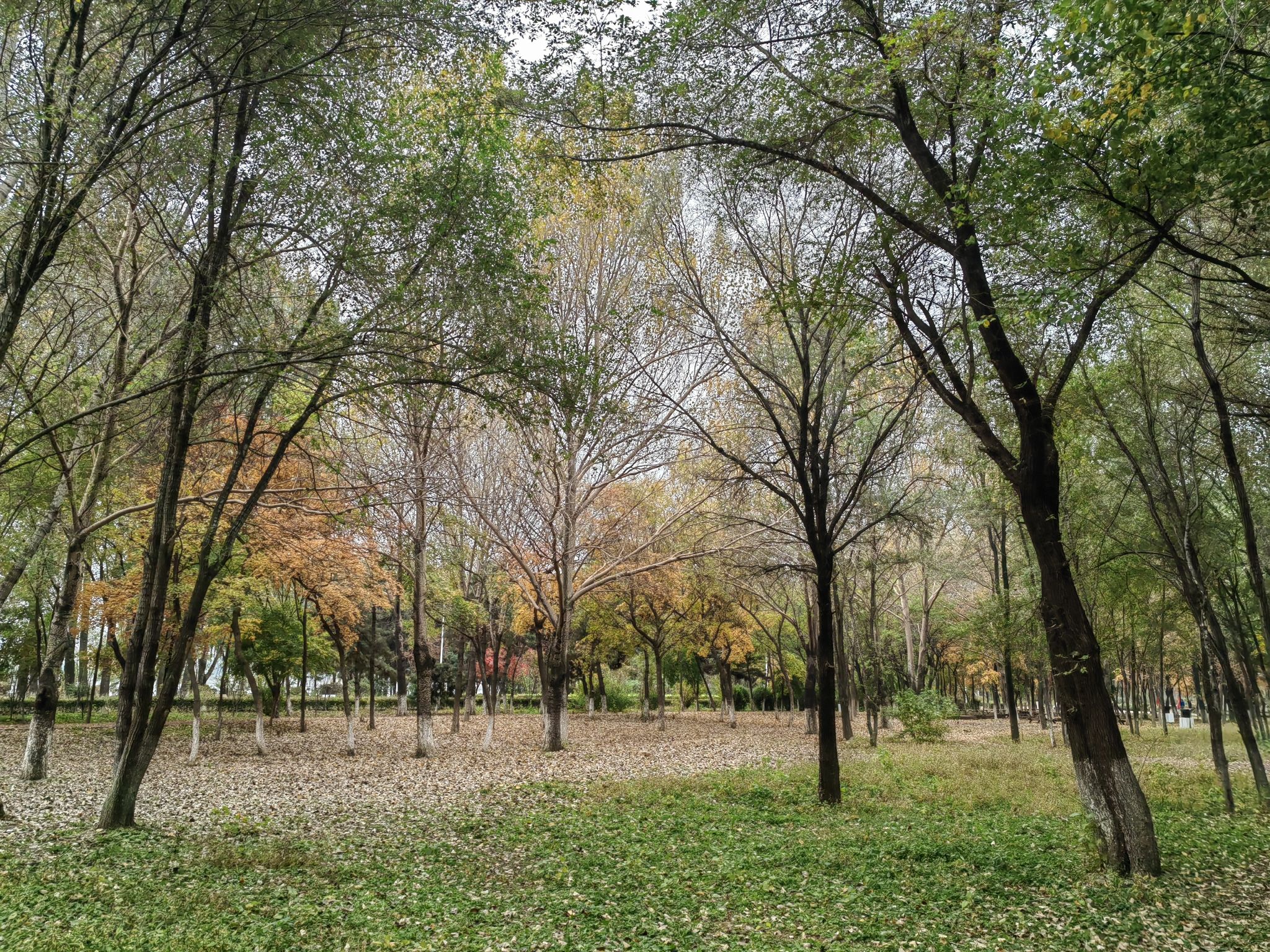 花间道运动公园旅行图片 2