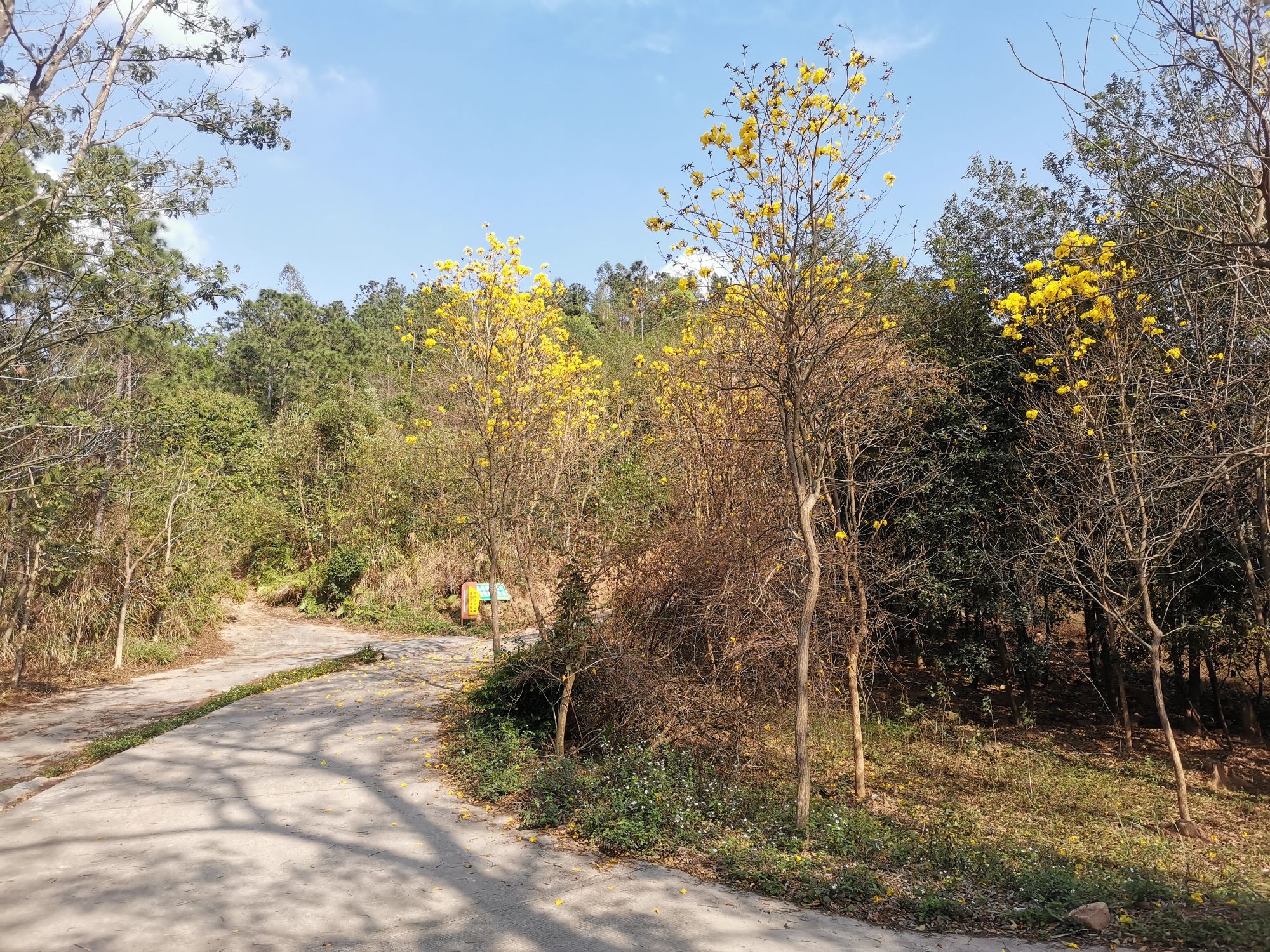 铜鼓岭市级森林公园旅行图片 1
