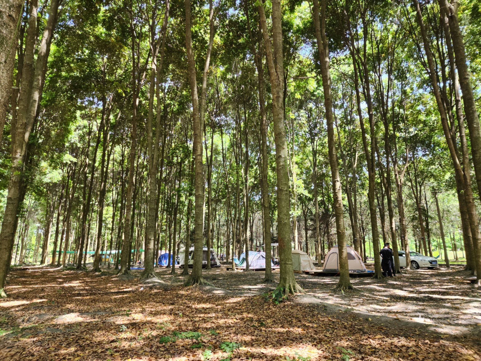 场地封面-签签和她的朋友·半林间·营地