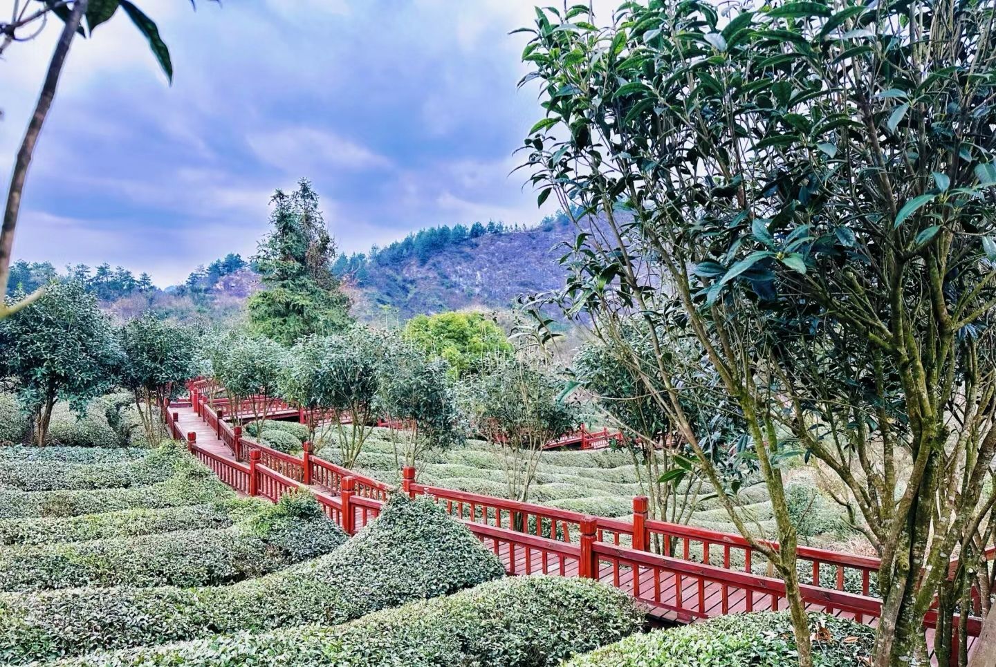 云山茶海露营地旅行图片 1