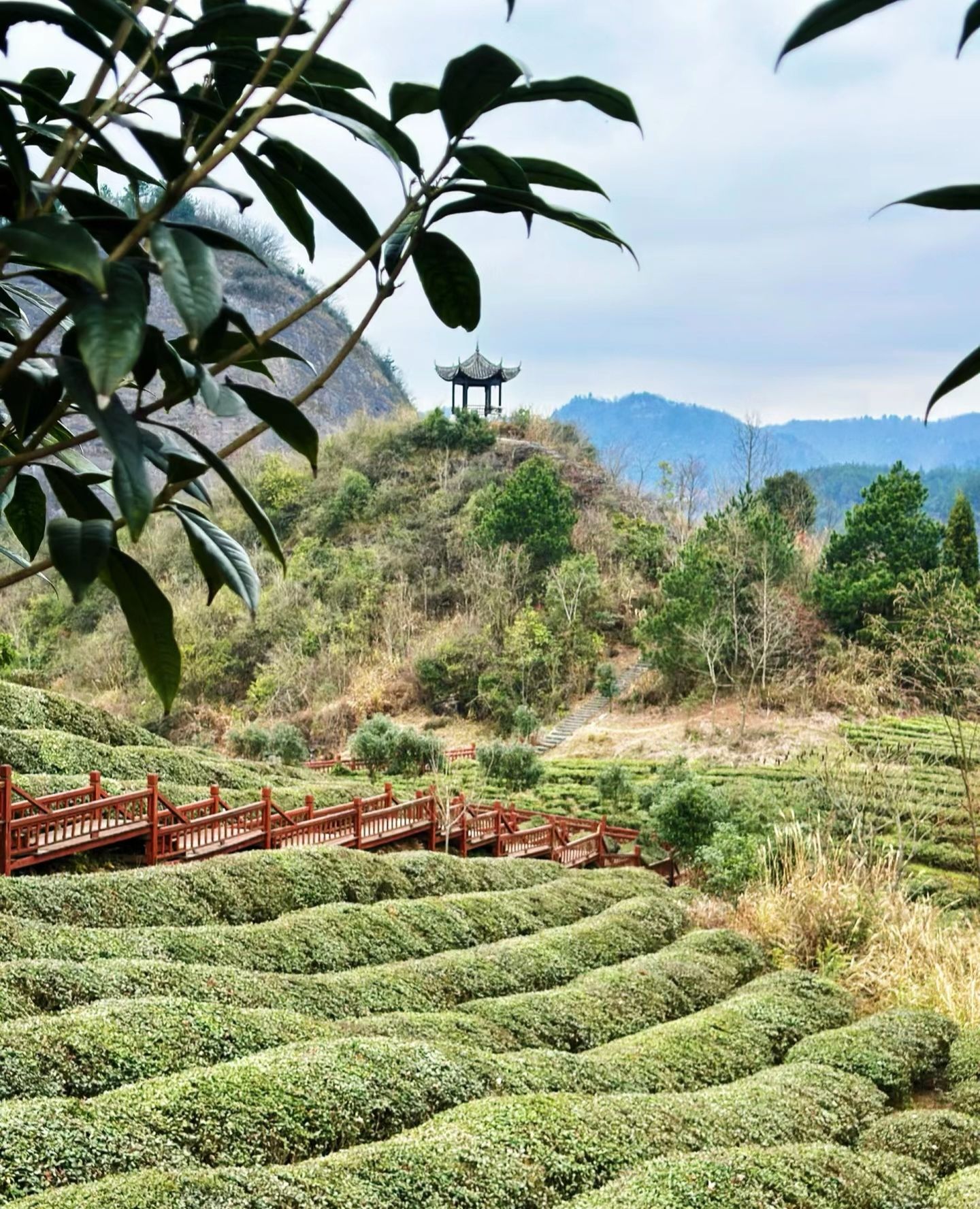 云山茶海露营地旅行图片 3