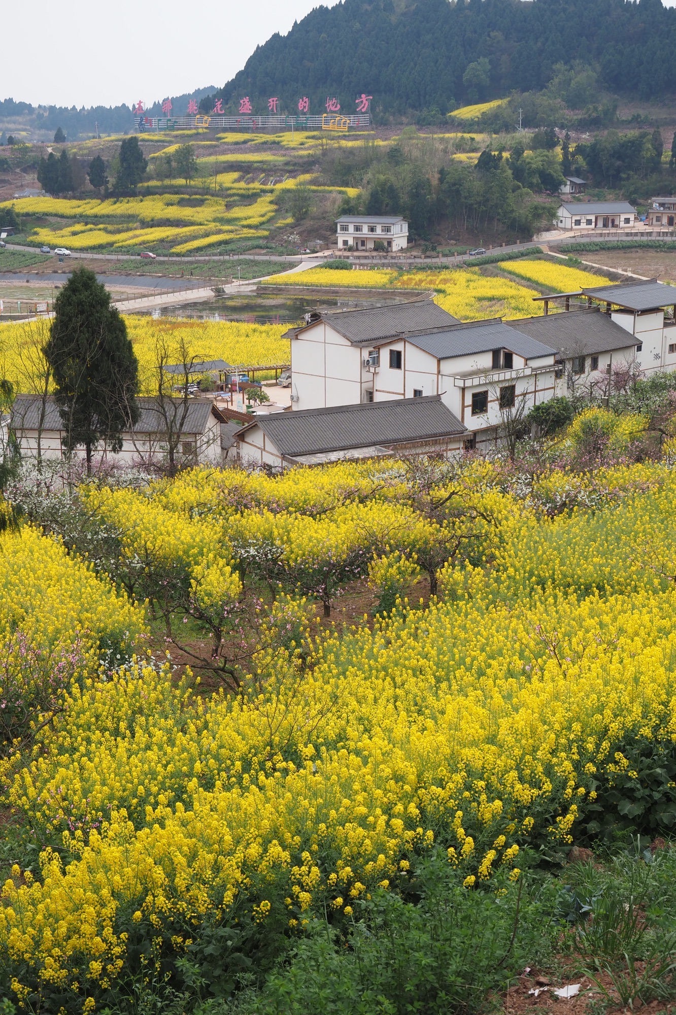 宋井桃源旅行图片 1