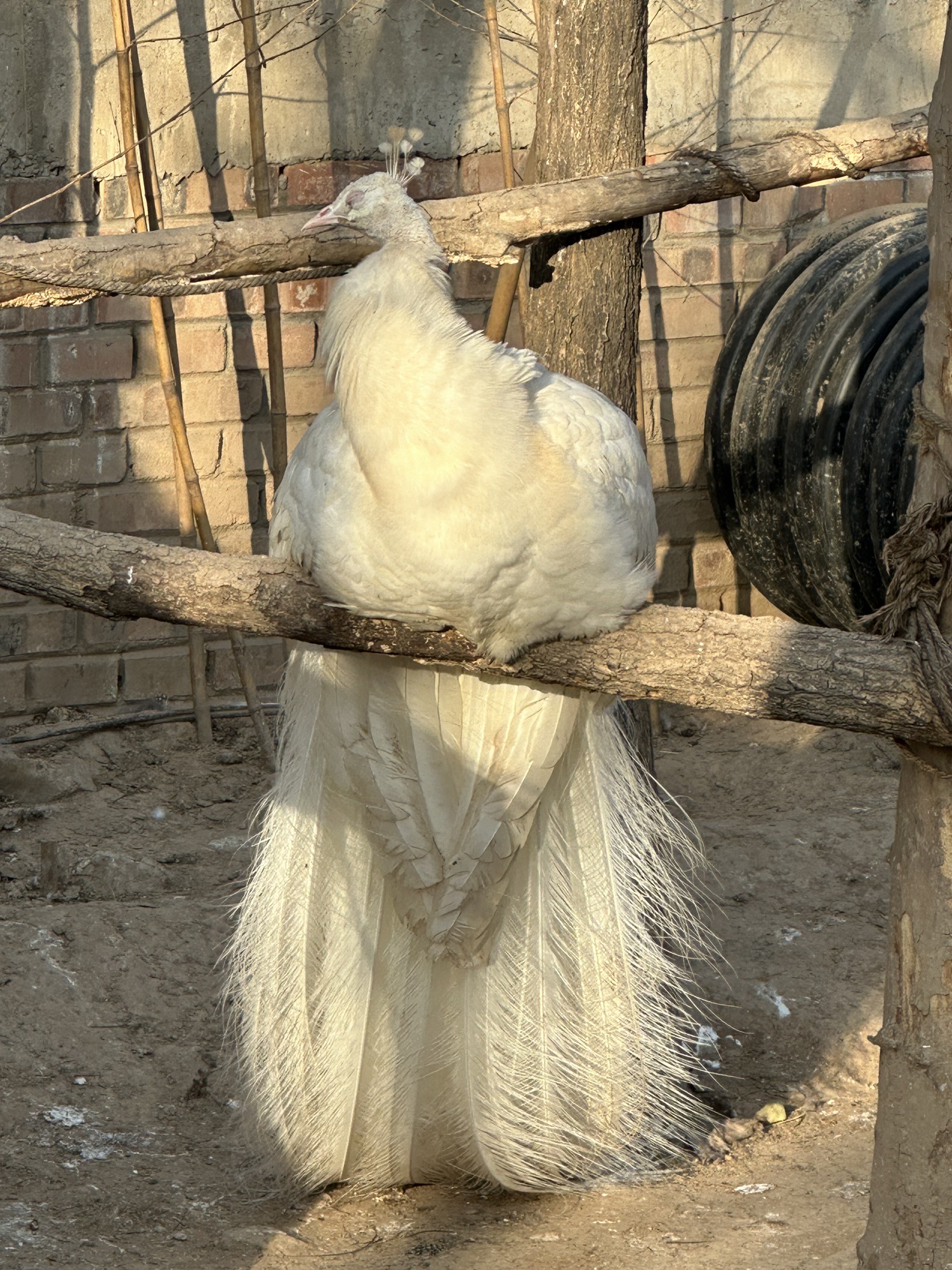 临汾市动物园旅行图片 3