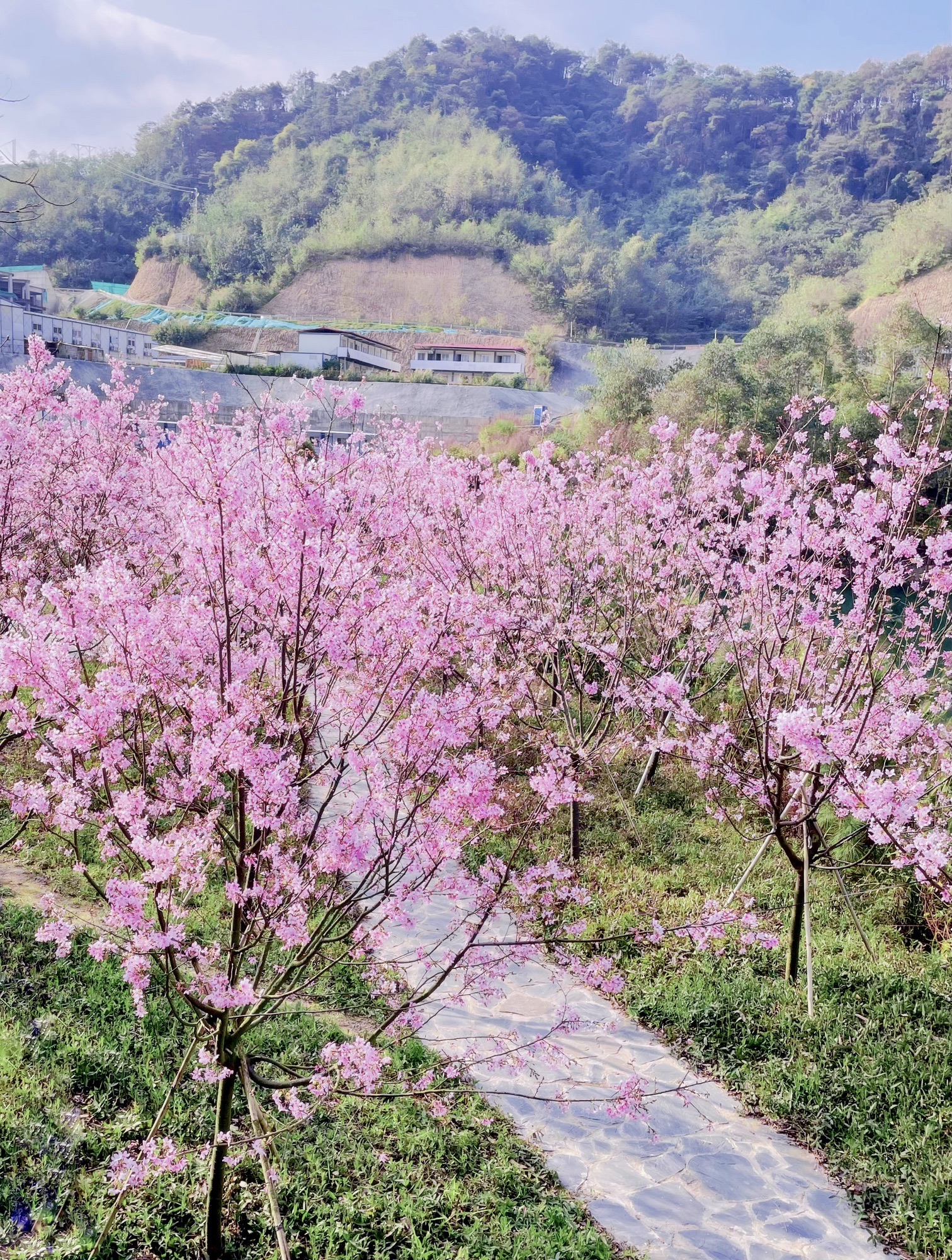 融创由心谷樱花岛旅行图片 1