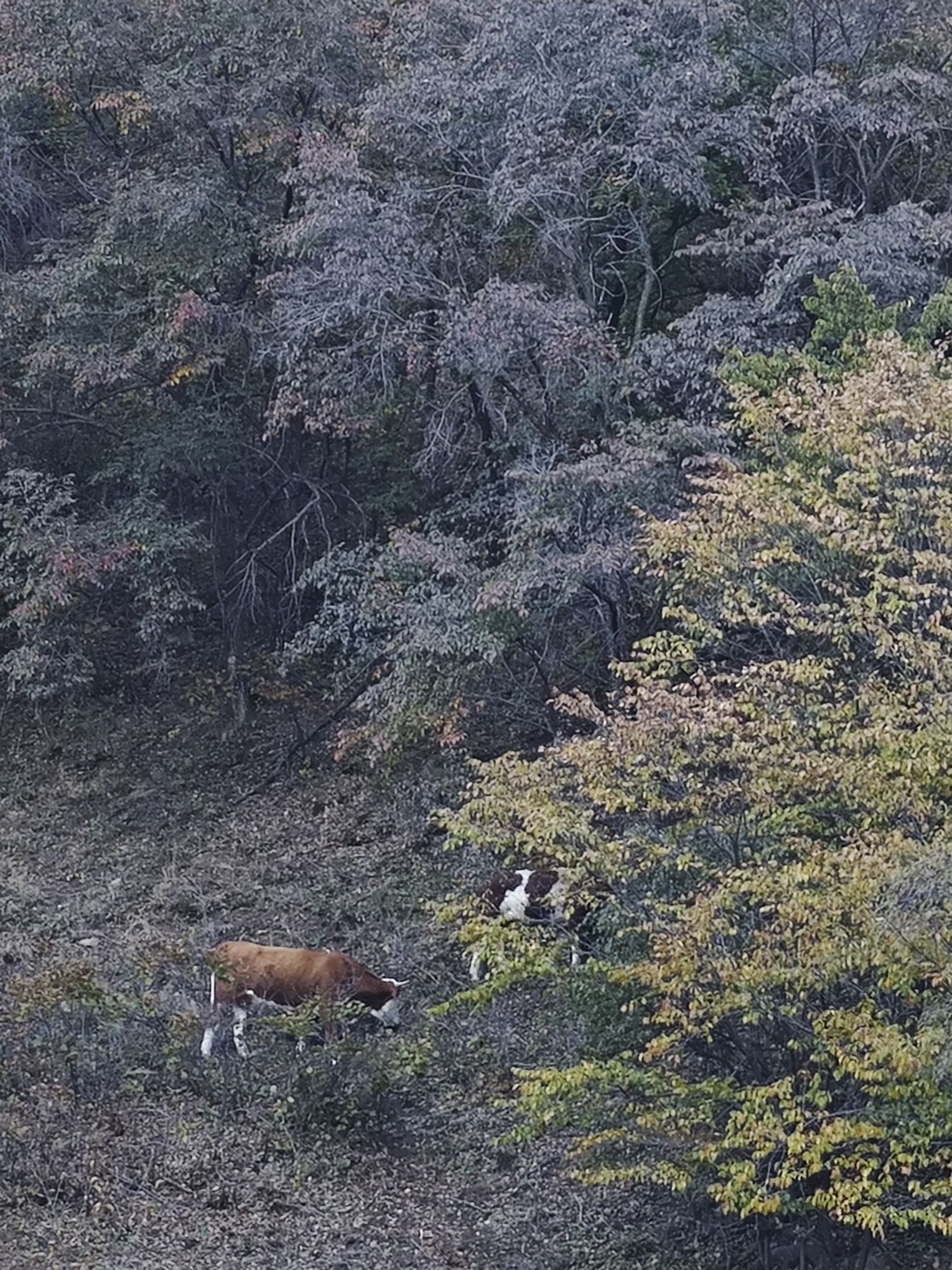 黑熊谷(暂停开放)旅行图片 2