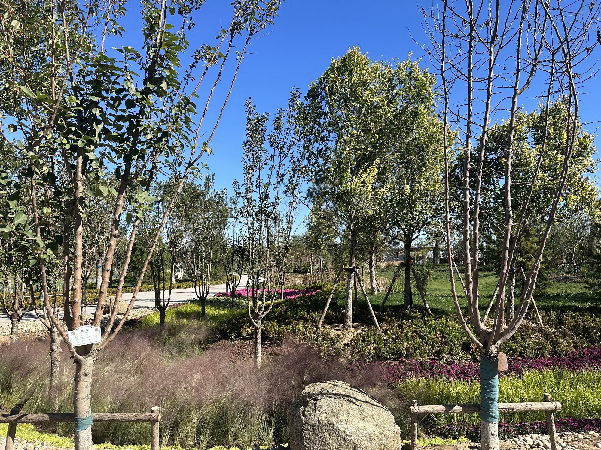 柳林公园旅行图片 3