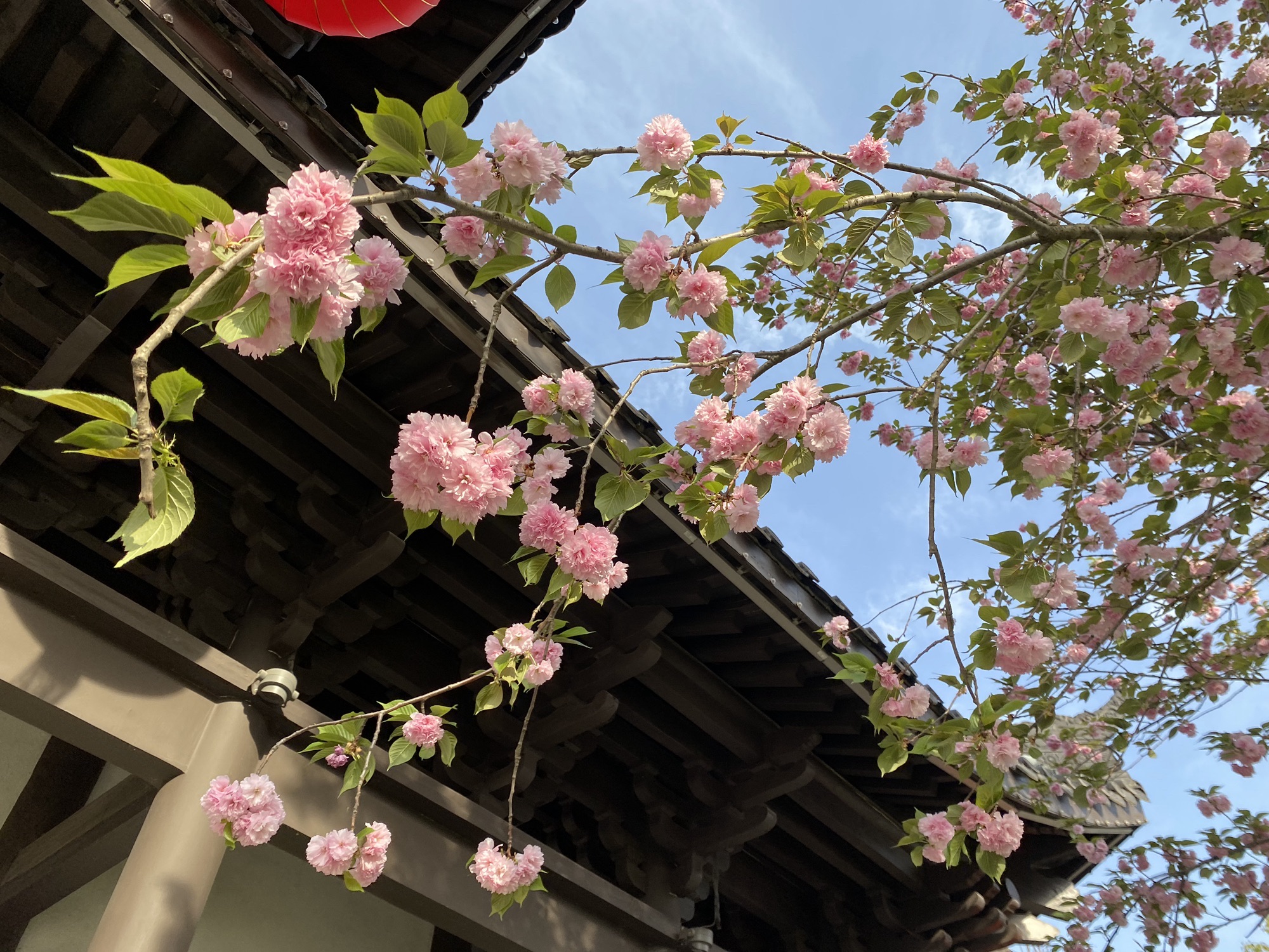 嫘祖圣境旅行图片 1