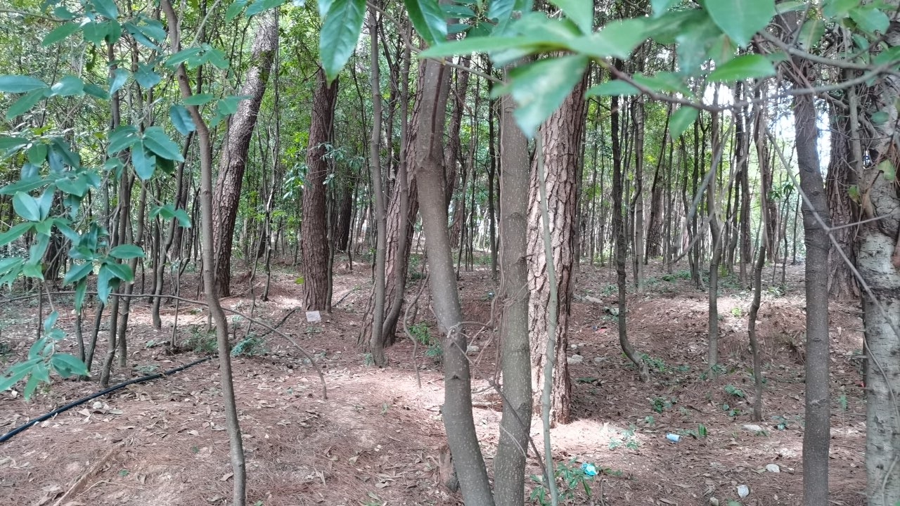 盘龙山公园旅行图片 3