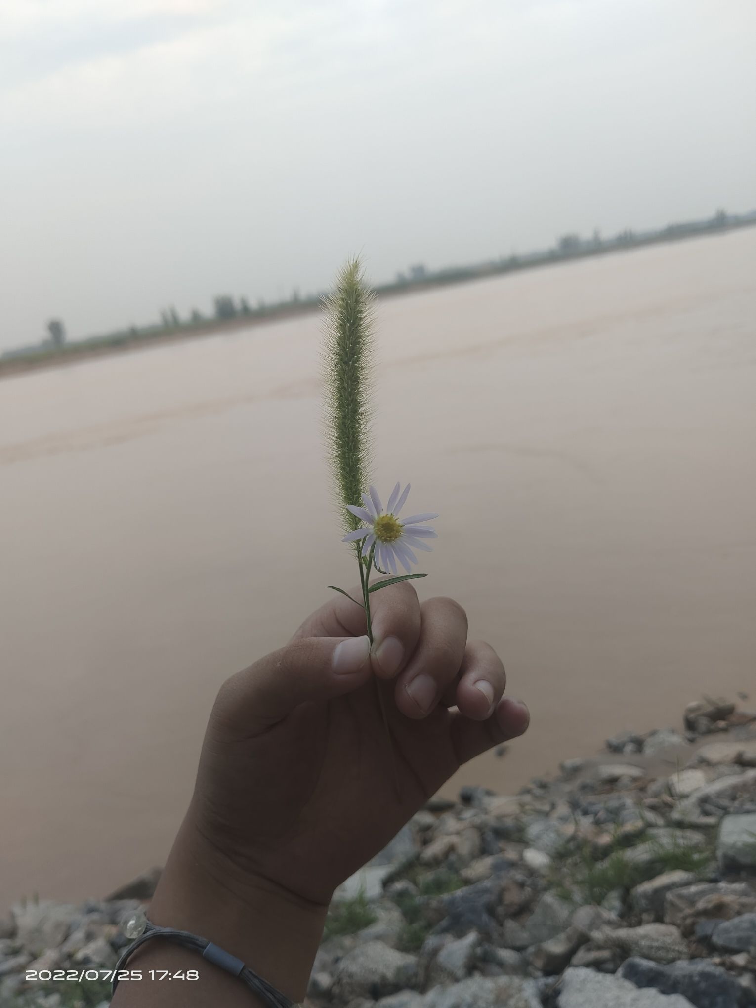 李庄镇古渡新貌广场旅行图片 1