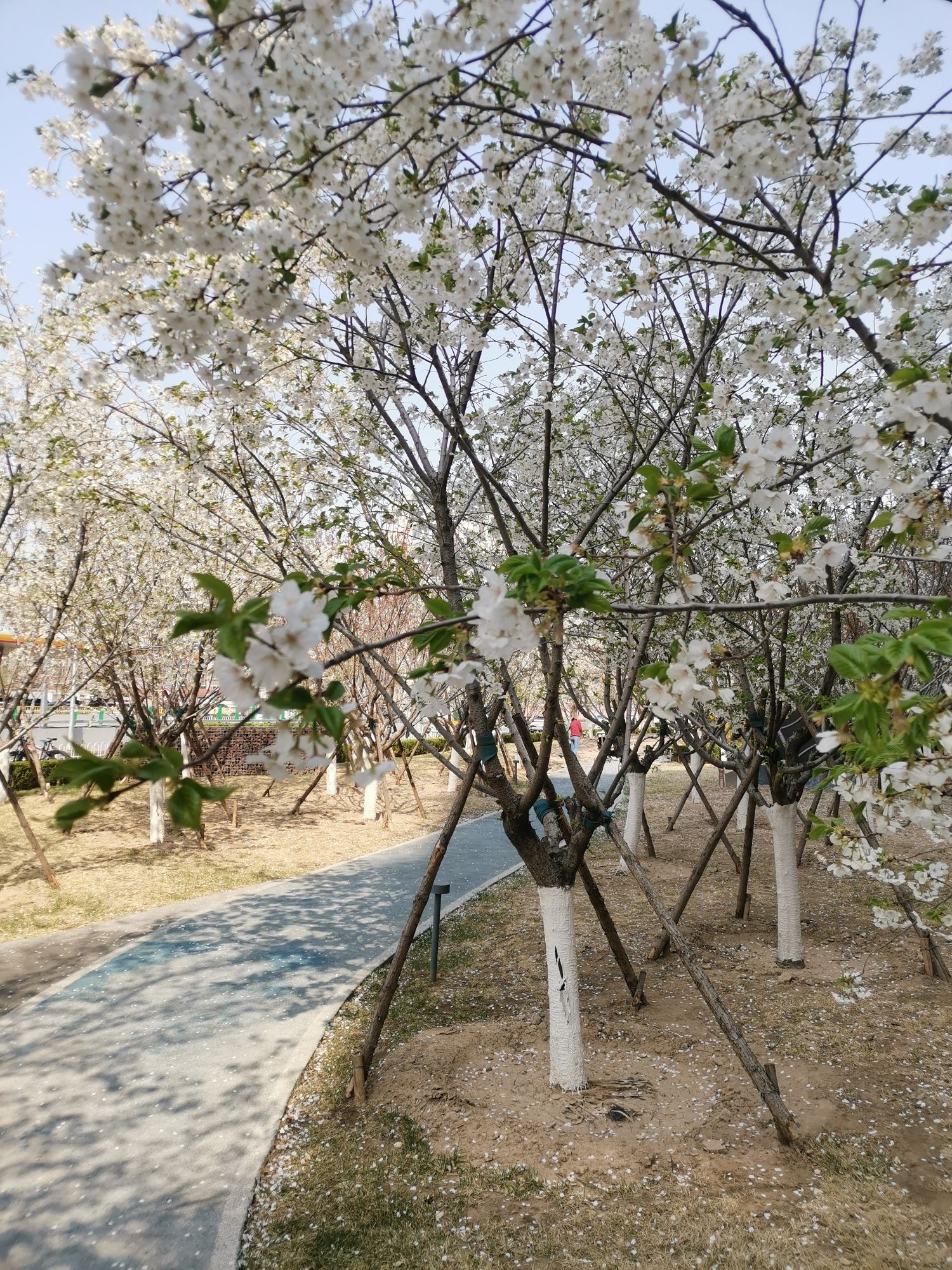安宁庄公园旅行图片 1