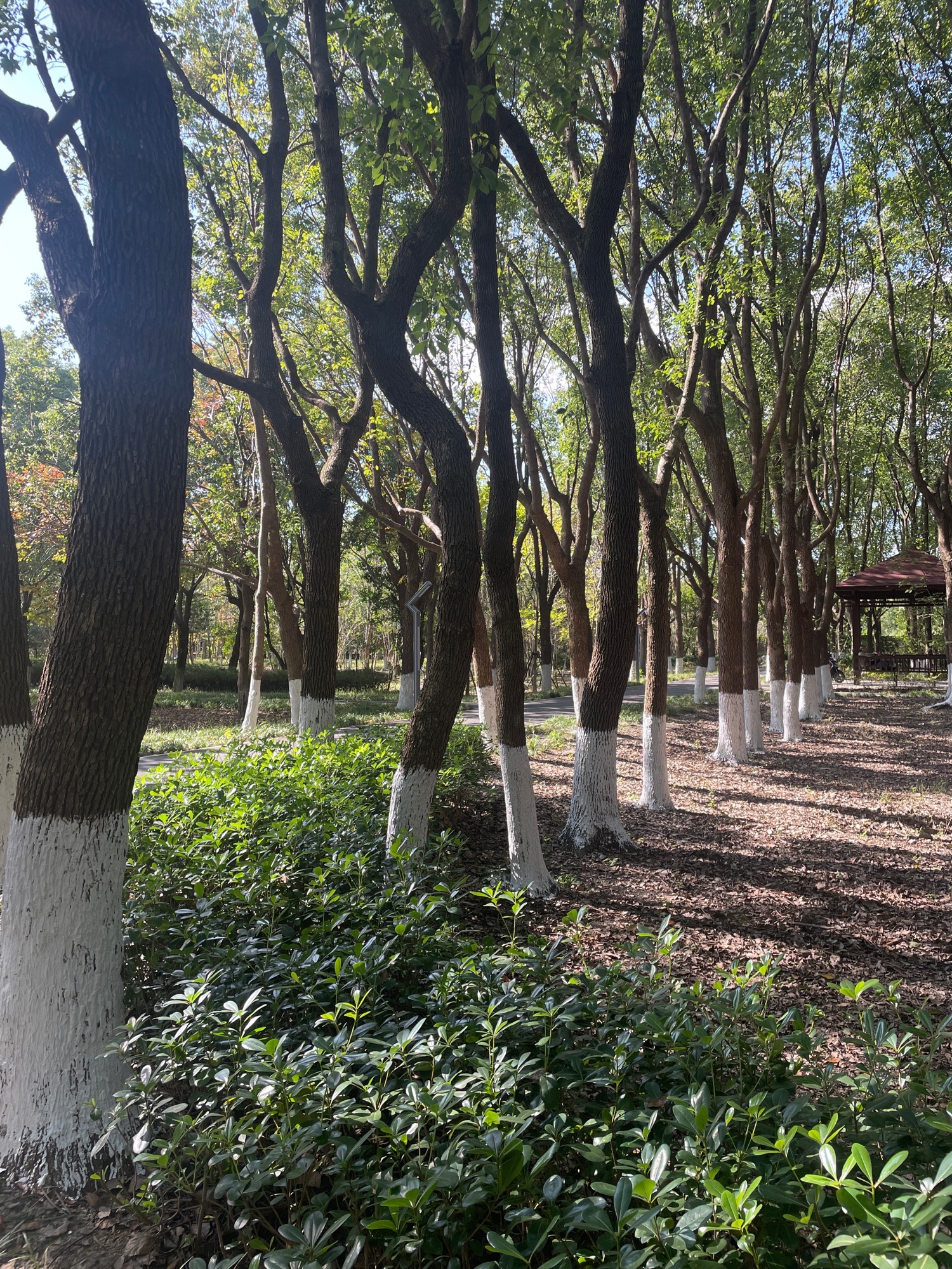 泗沙林地公园旅行图片 2
