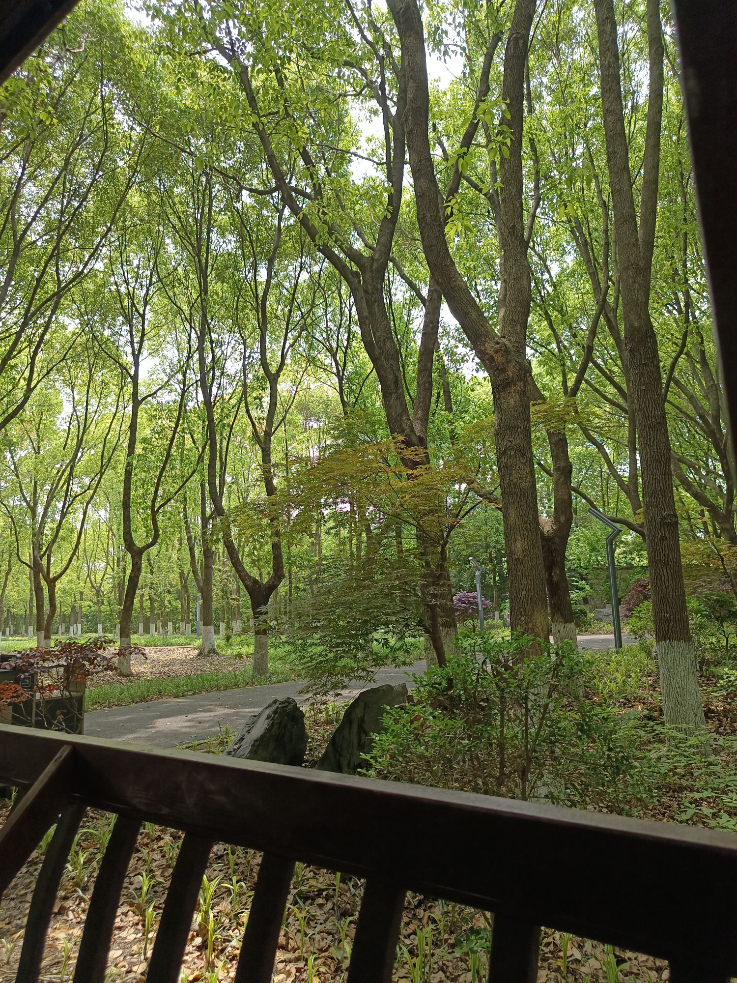 泗沙林地公园旅行图片 3
