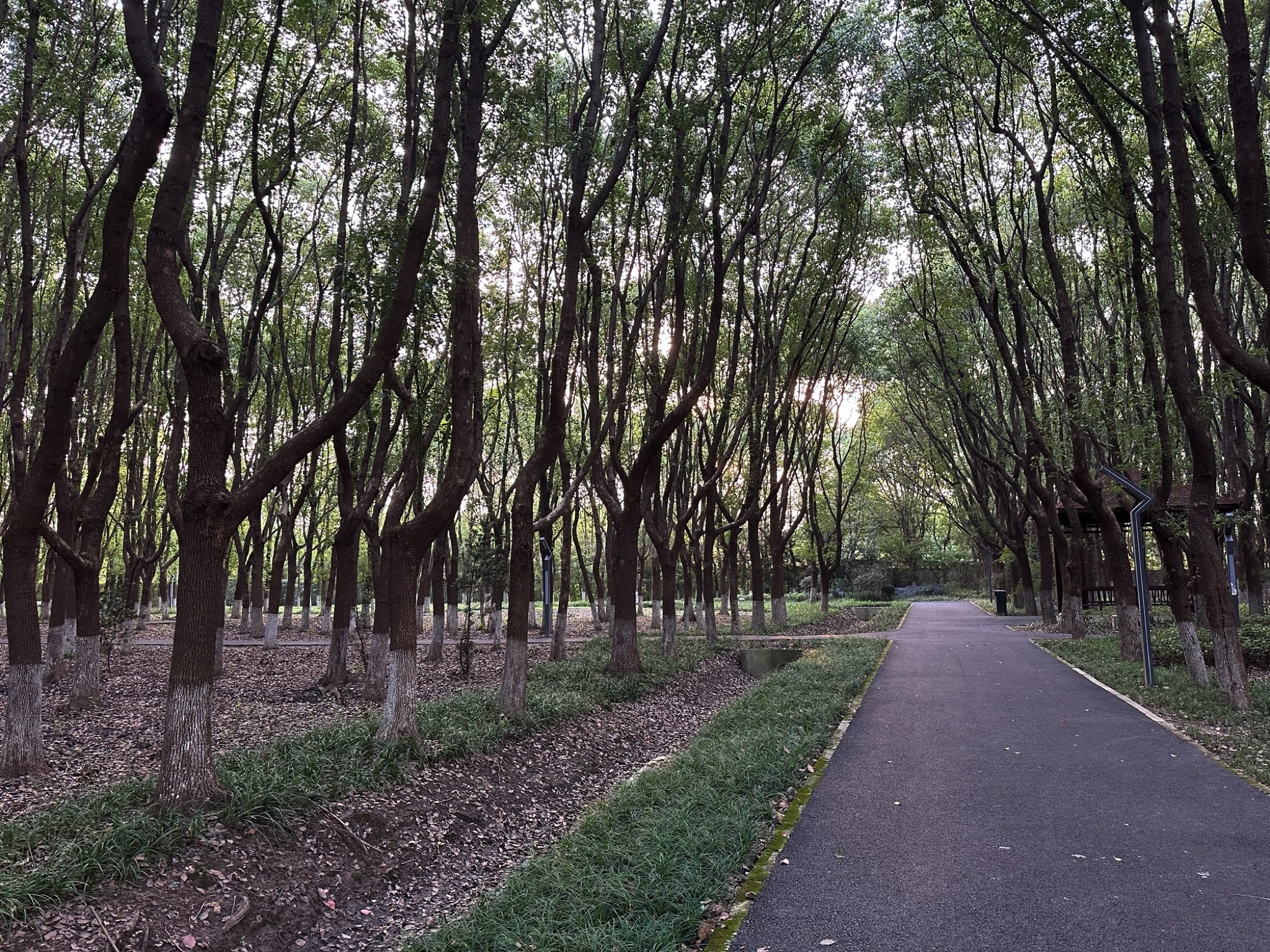 泗沙林地公园旅行图片 3