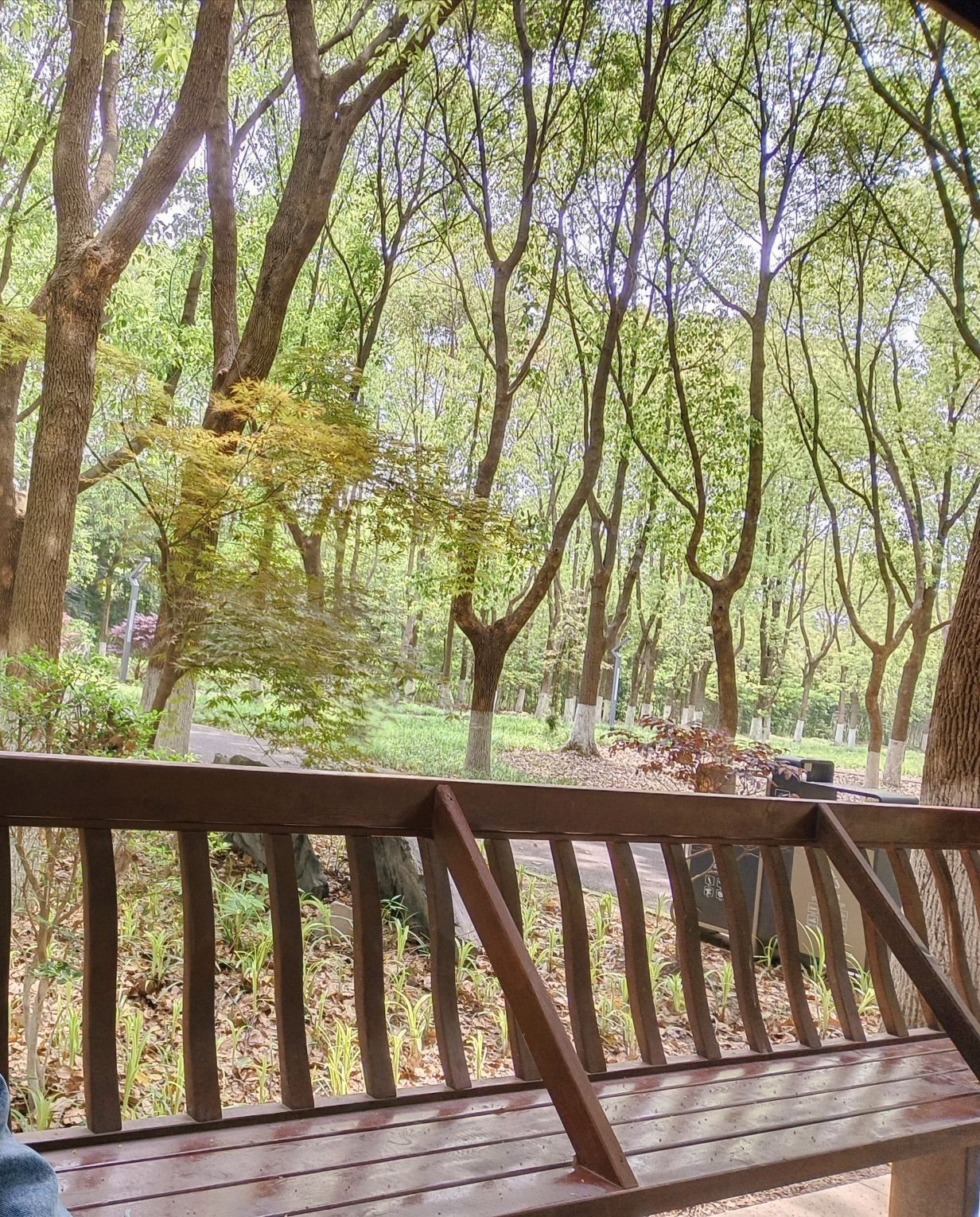 泗沙林地公园旅行图片 2