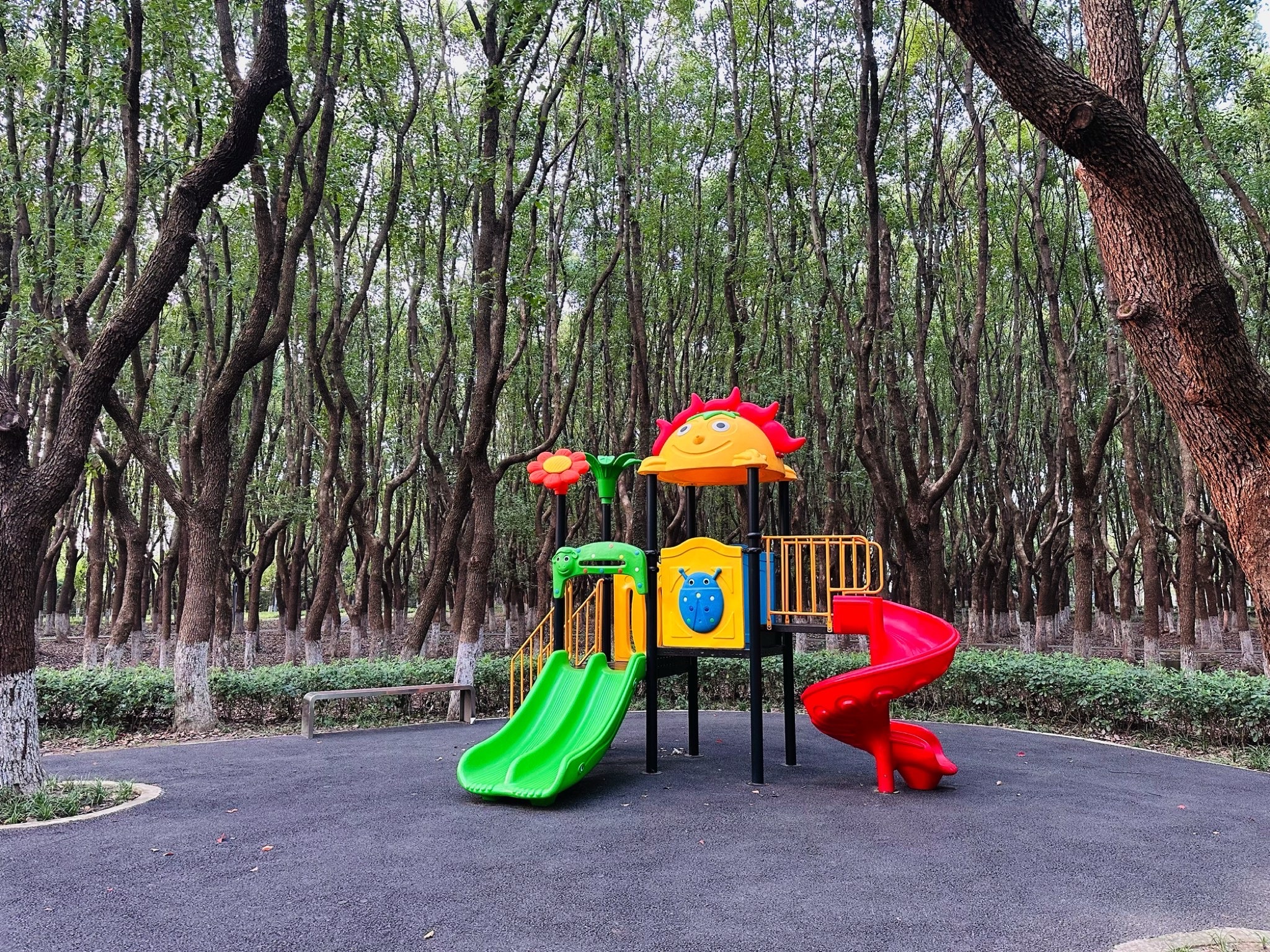 泗沙林地公园旅行图片 1