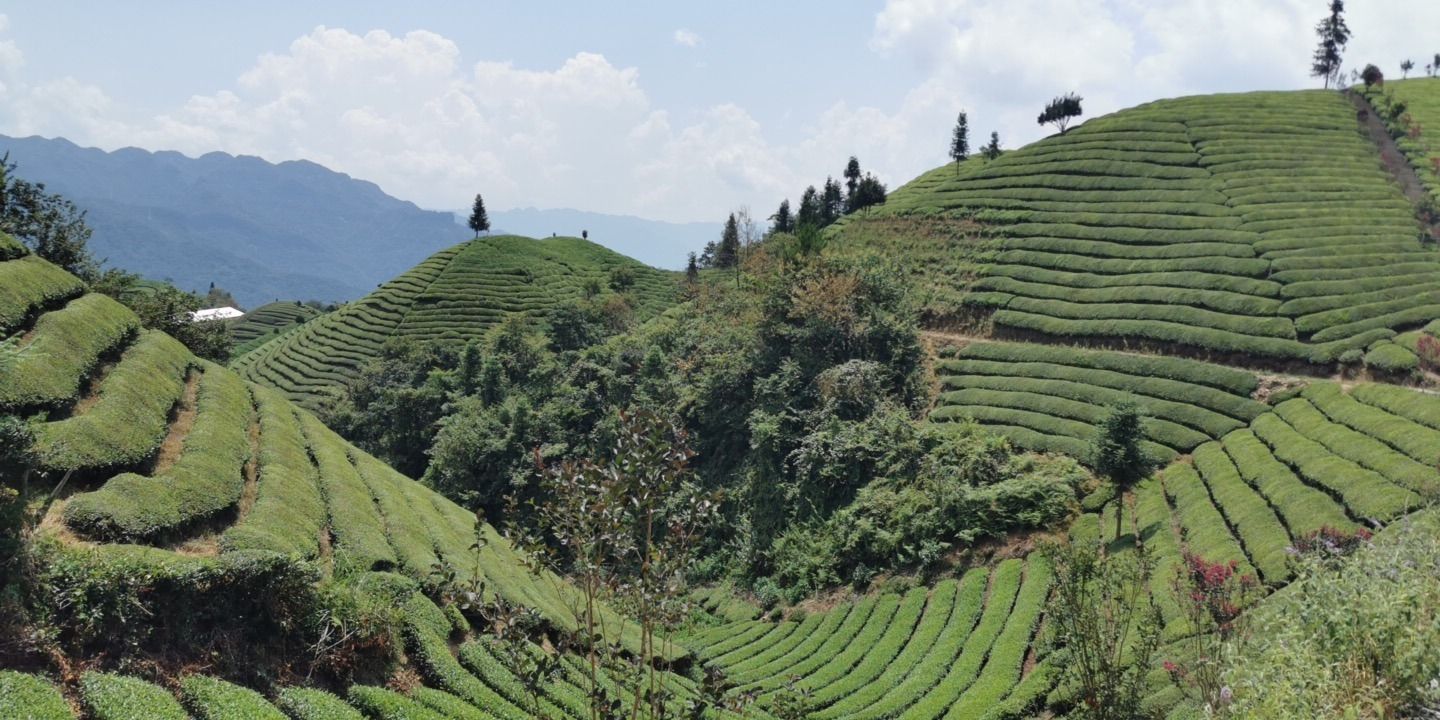 万里茶道茶源地