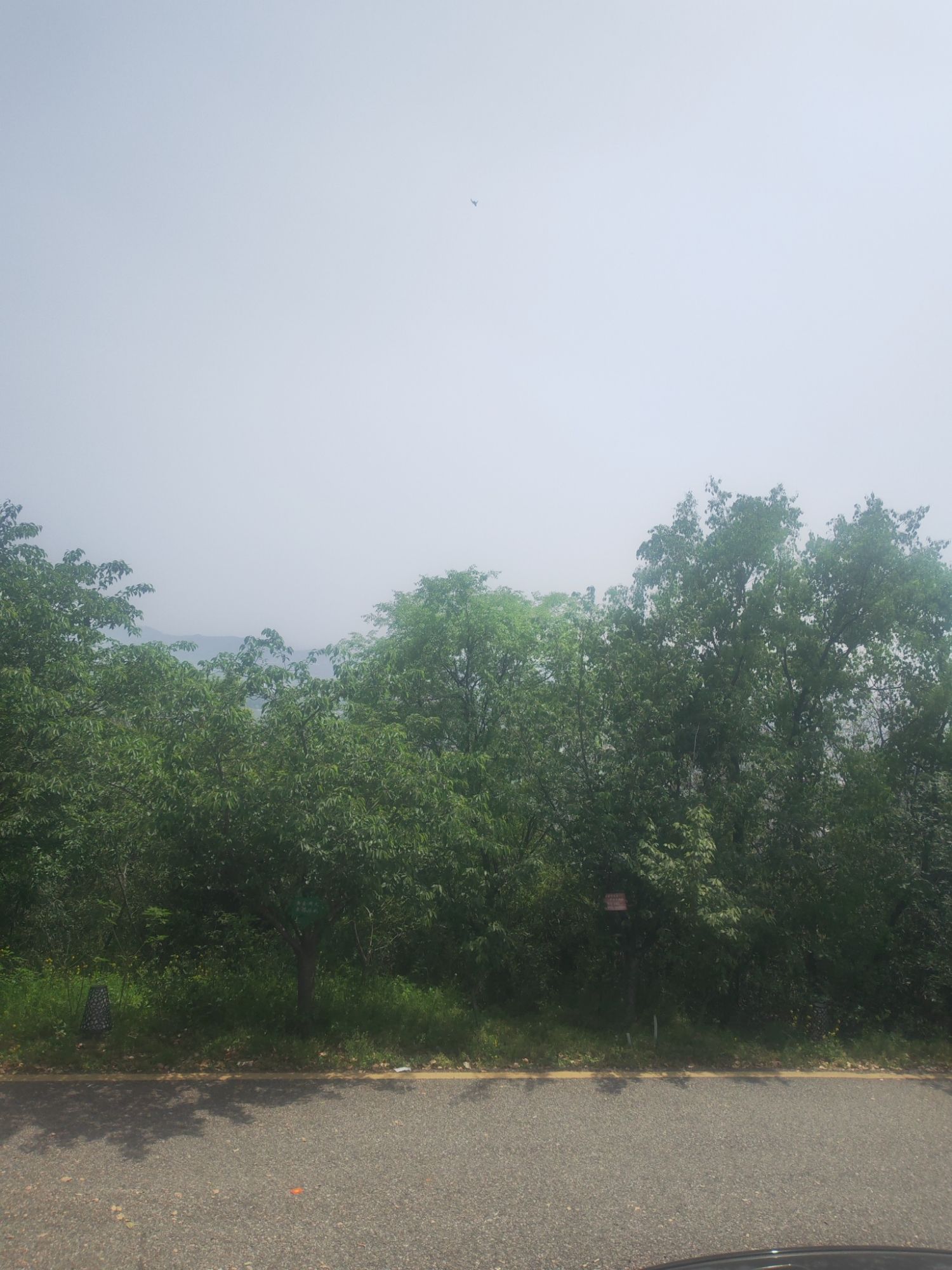 摘星台旅行图片 1