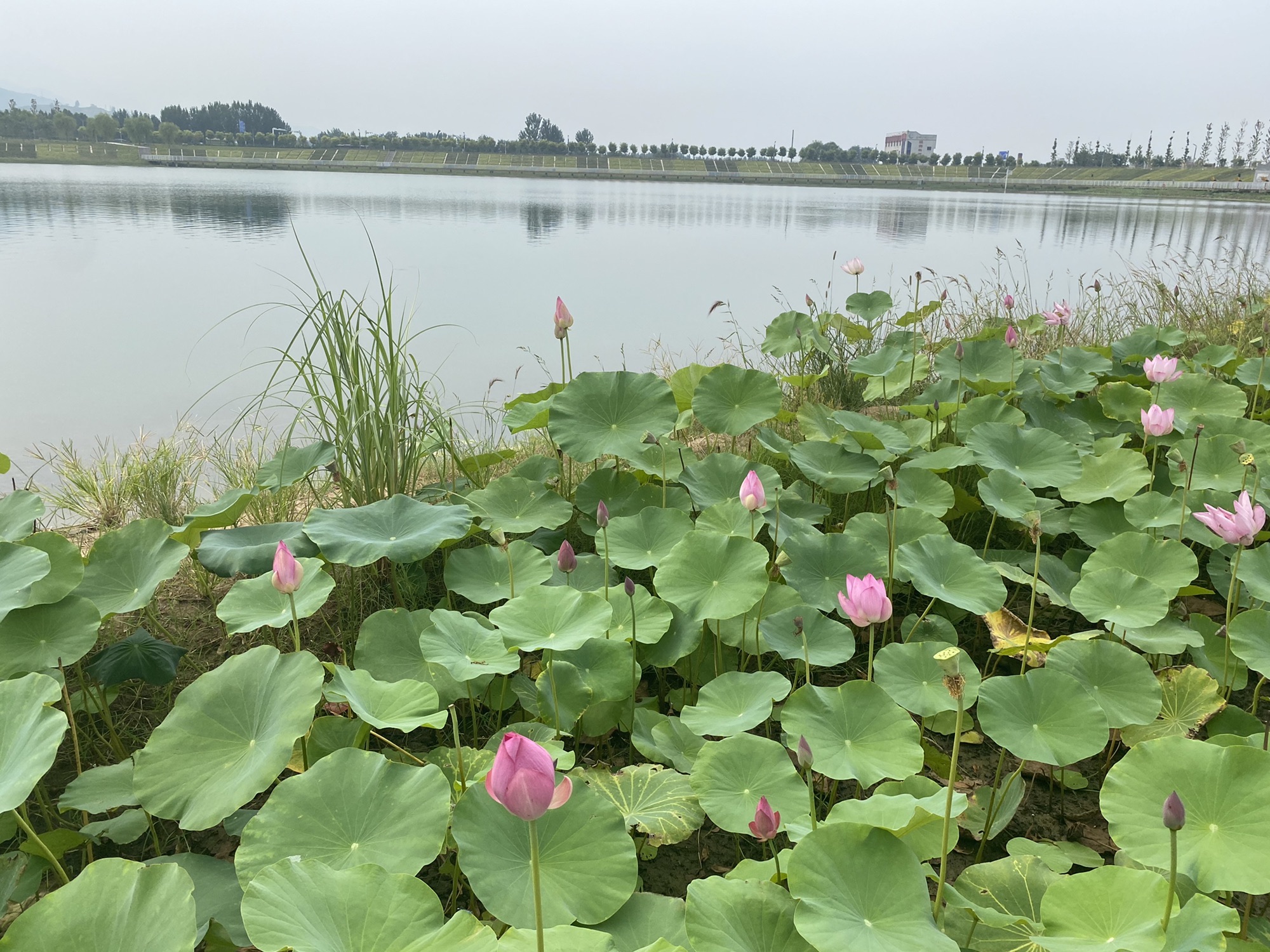 白云湖湿地公园旅行图片 1