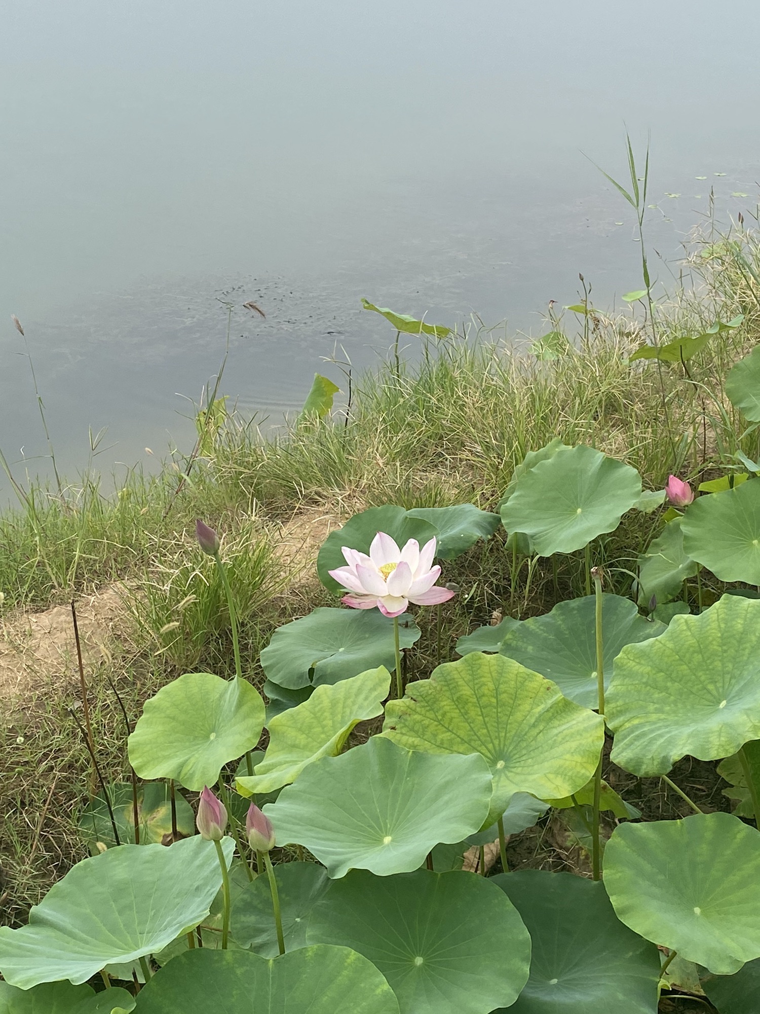白云湖湿地公园旅行图片 2