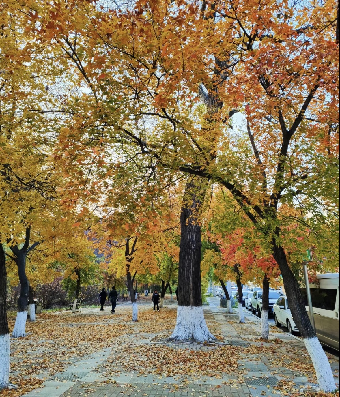 劳动公园旅行图片 3