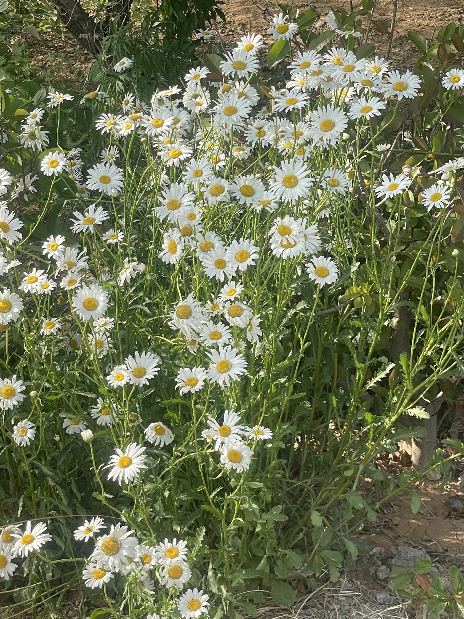 锦屏东山公园旅行图片 3