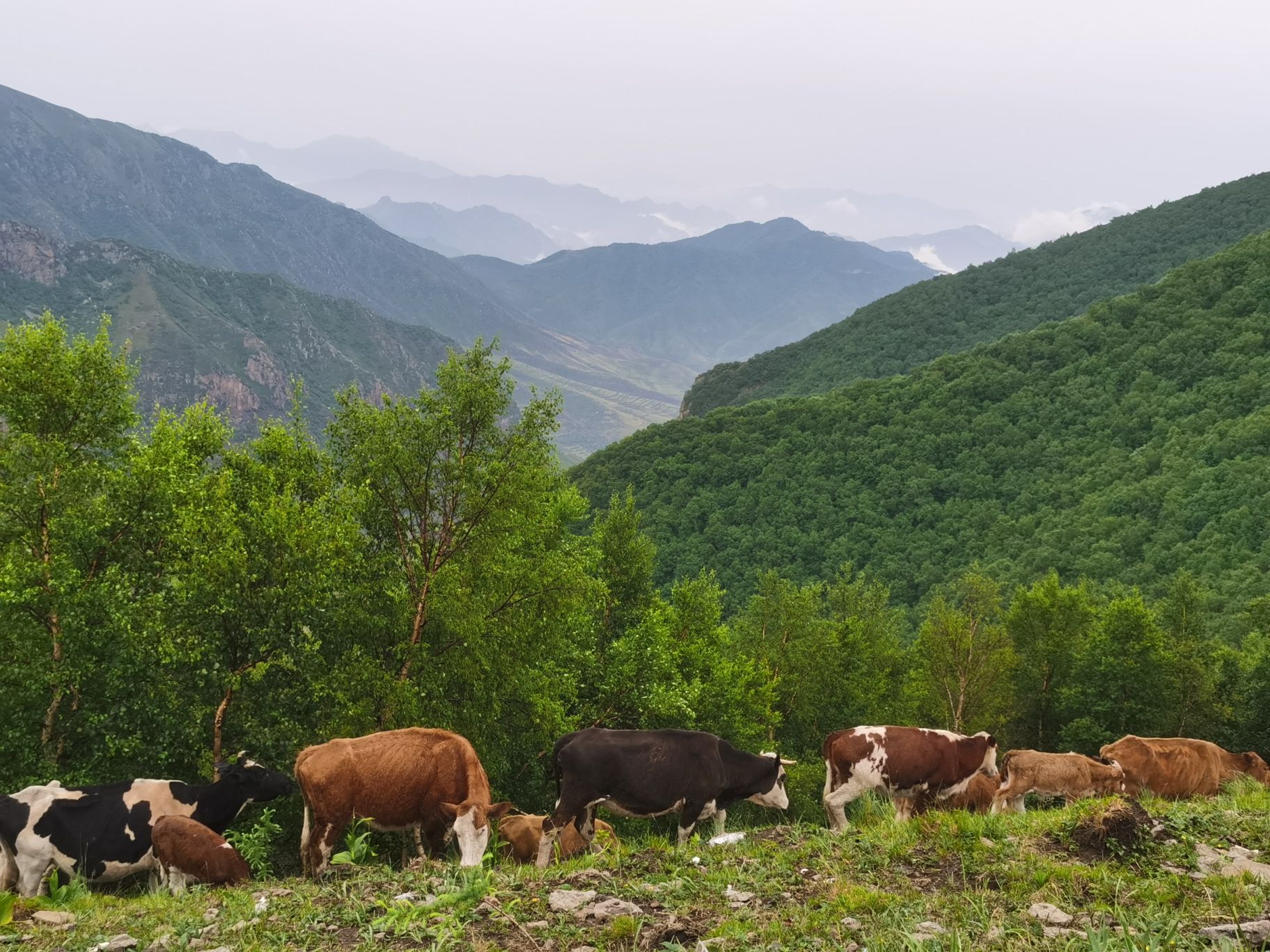 茶山云海旅行图片 2