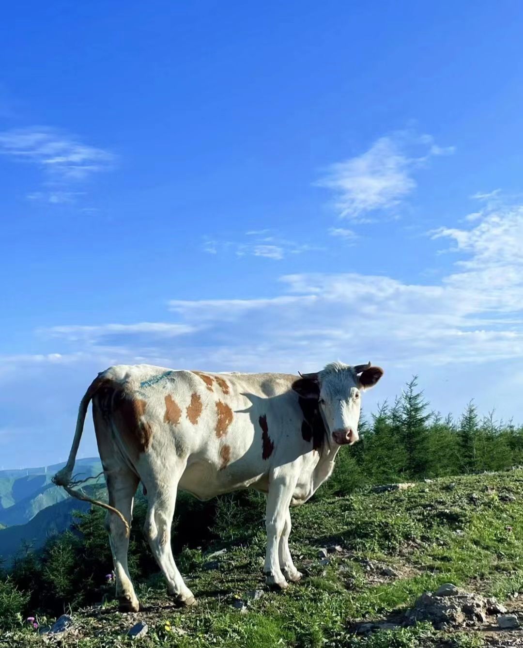 茶山云海旅行图片 1