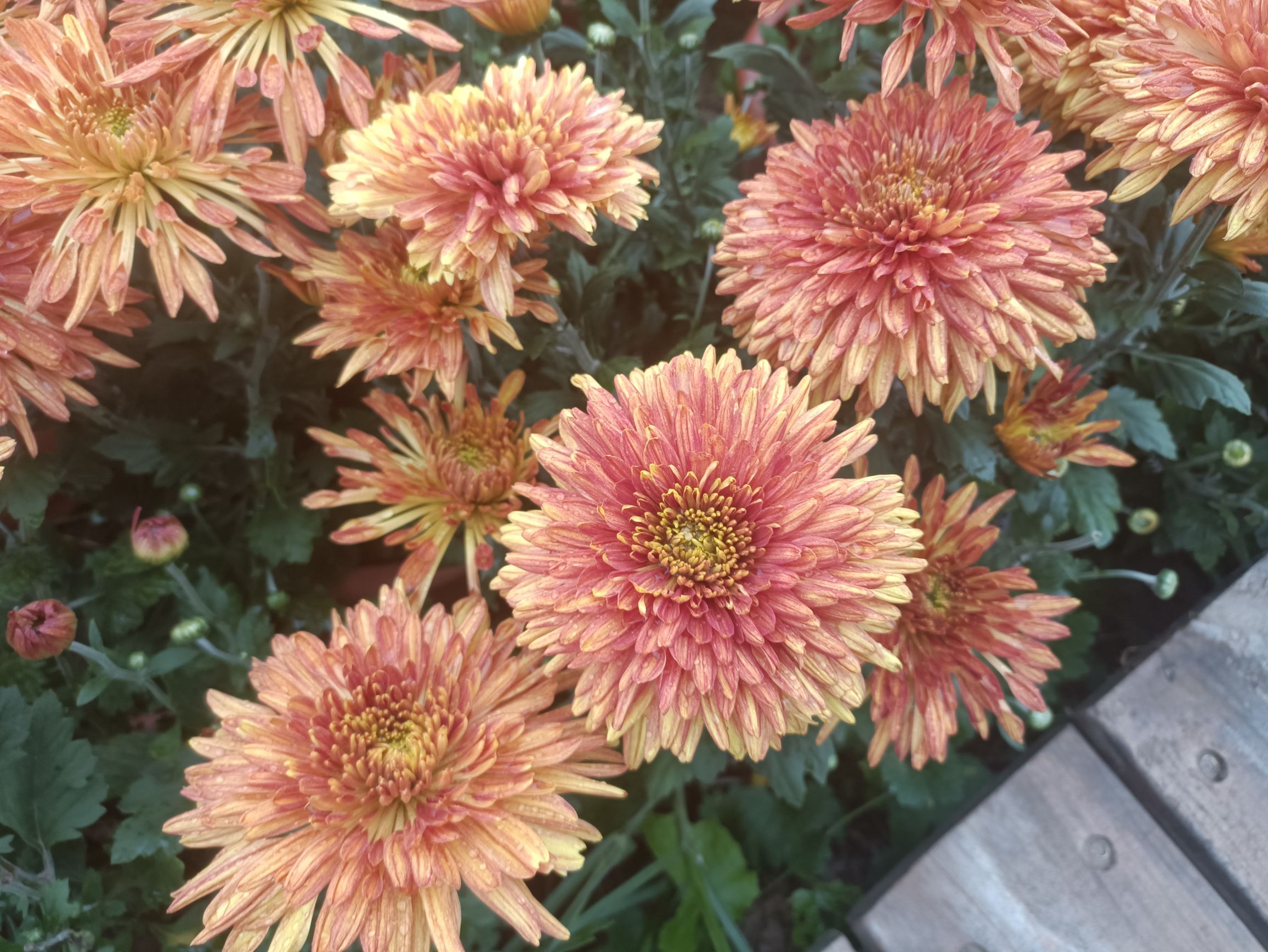 芮城斜口村菊花园旅行图片 3