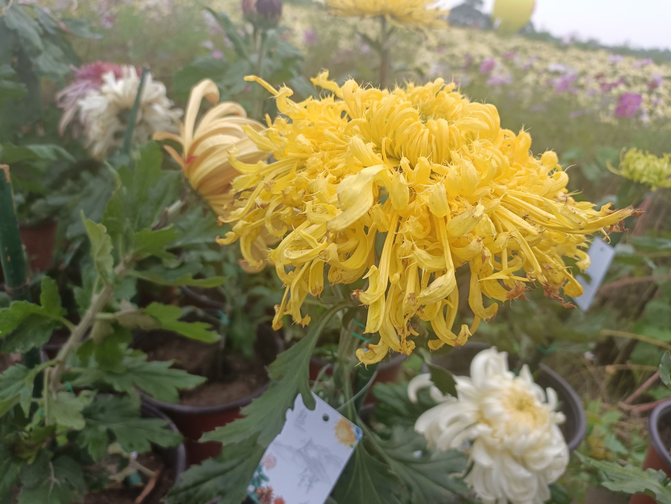 芮城斜口村菊花园旅行图片 2
