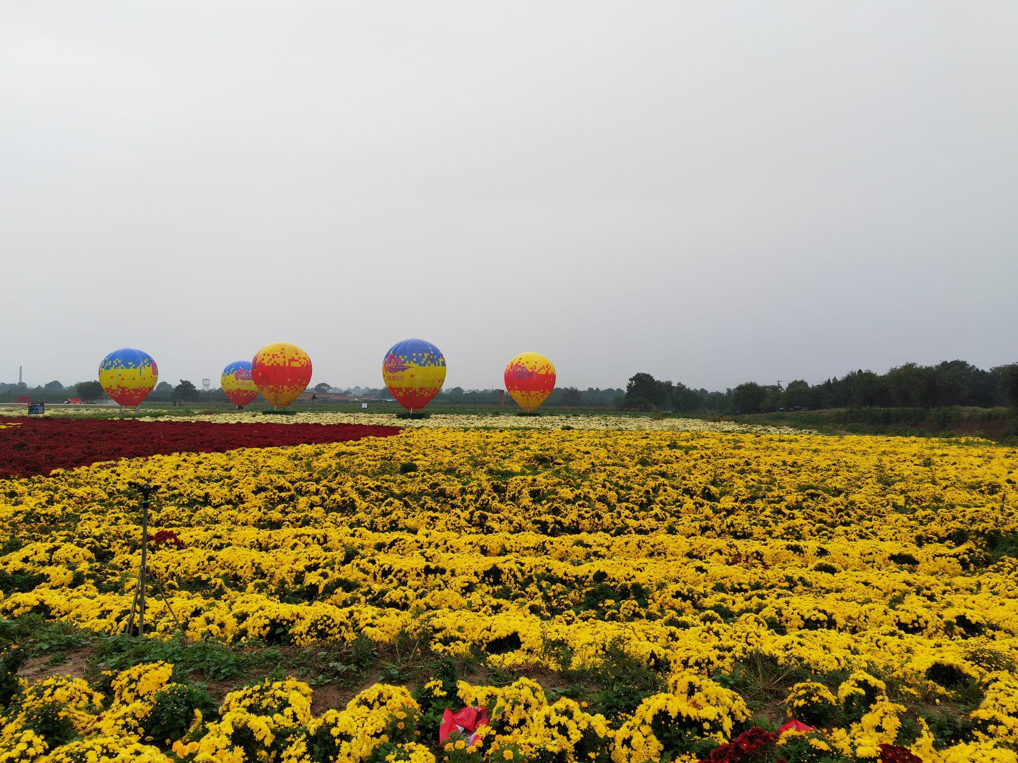 芮城斜口村菊花园旅行图片 2