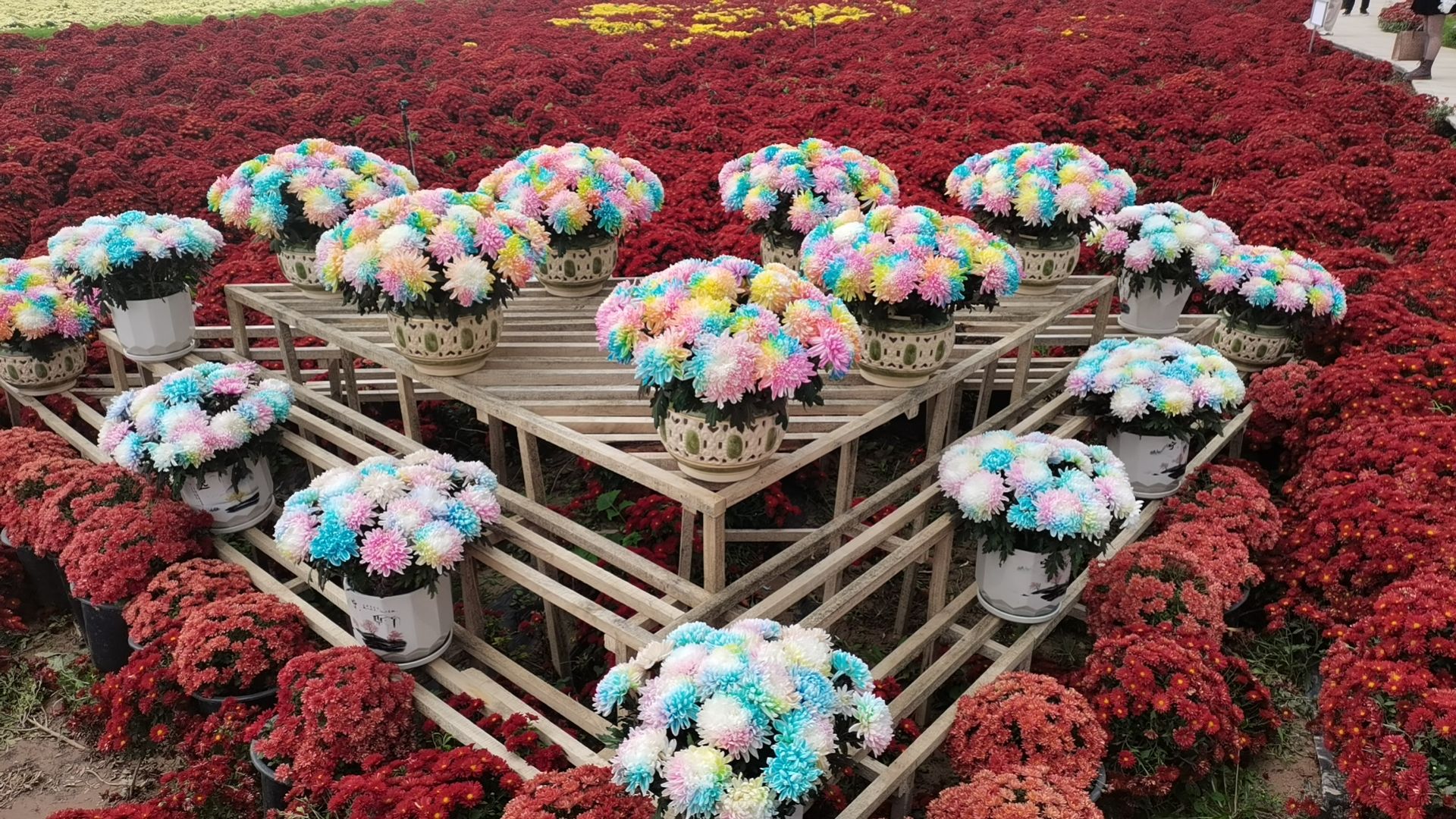 芮城斜口村菊花园旅行图片 1