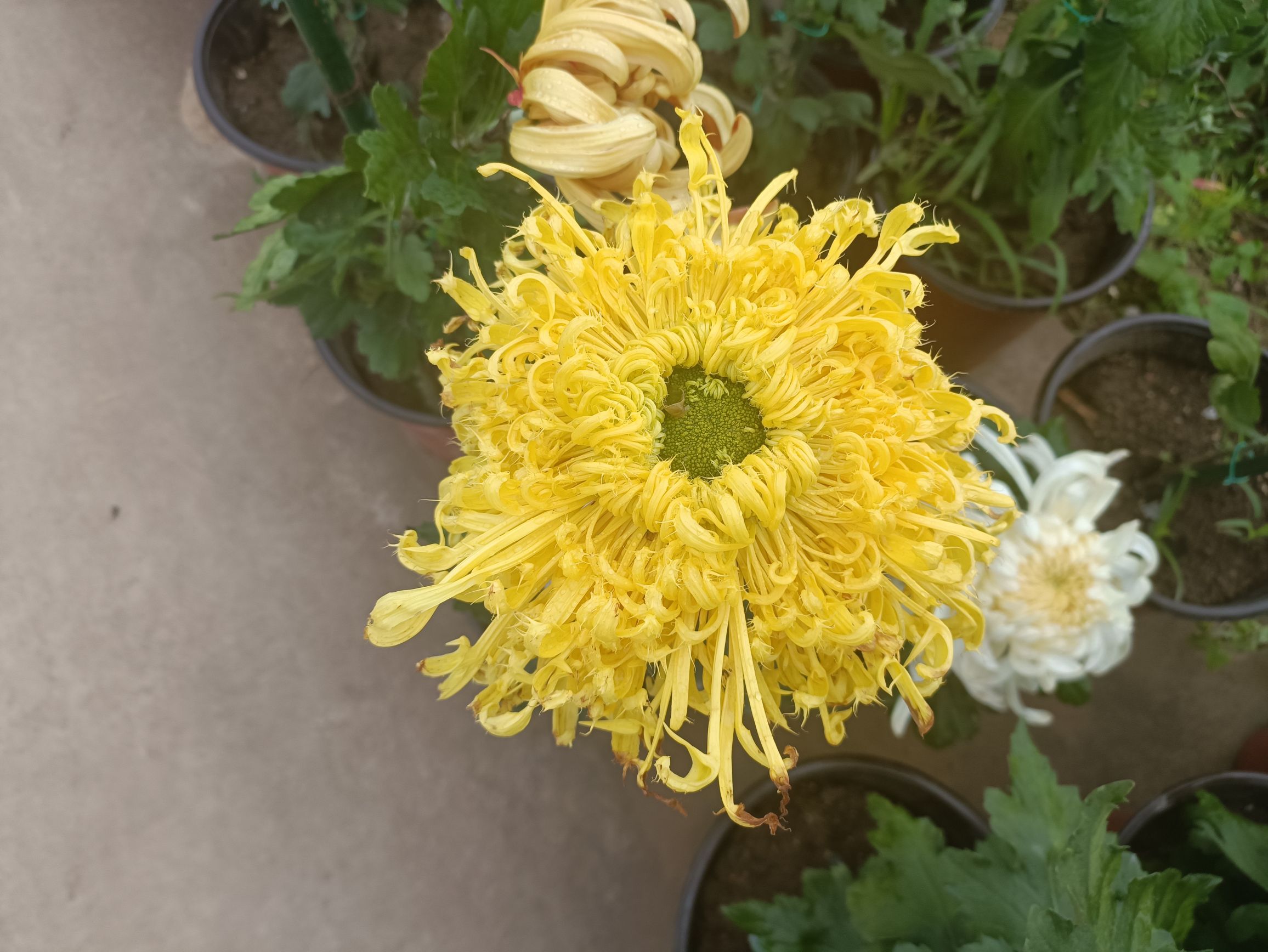 芮城斜口村菊花园旅行图片 1