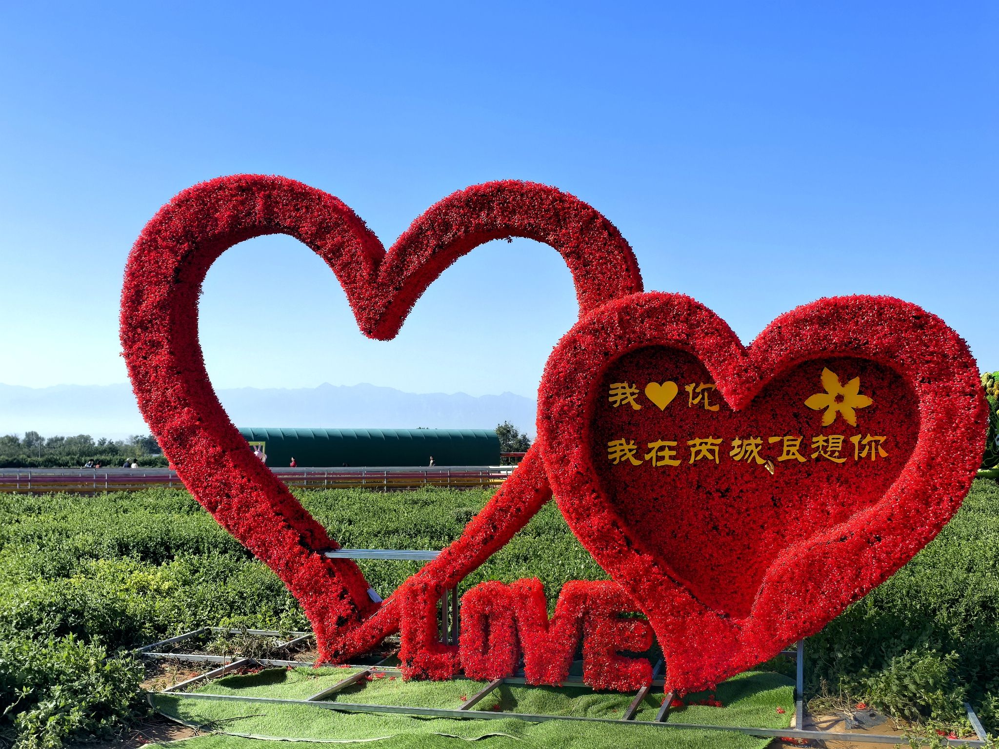 芮城斜口村菊花园旅行图片 1
