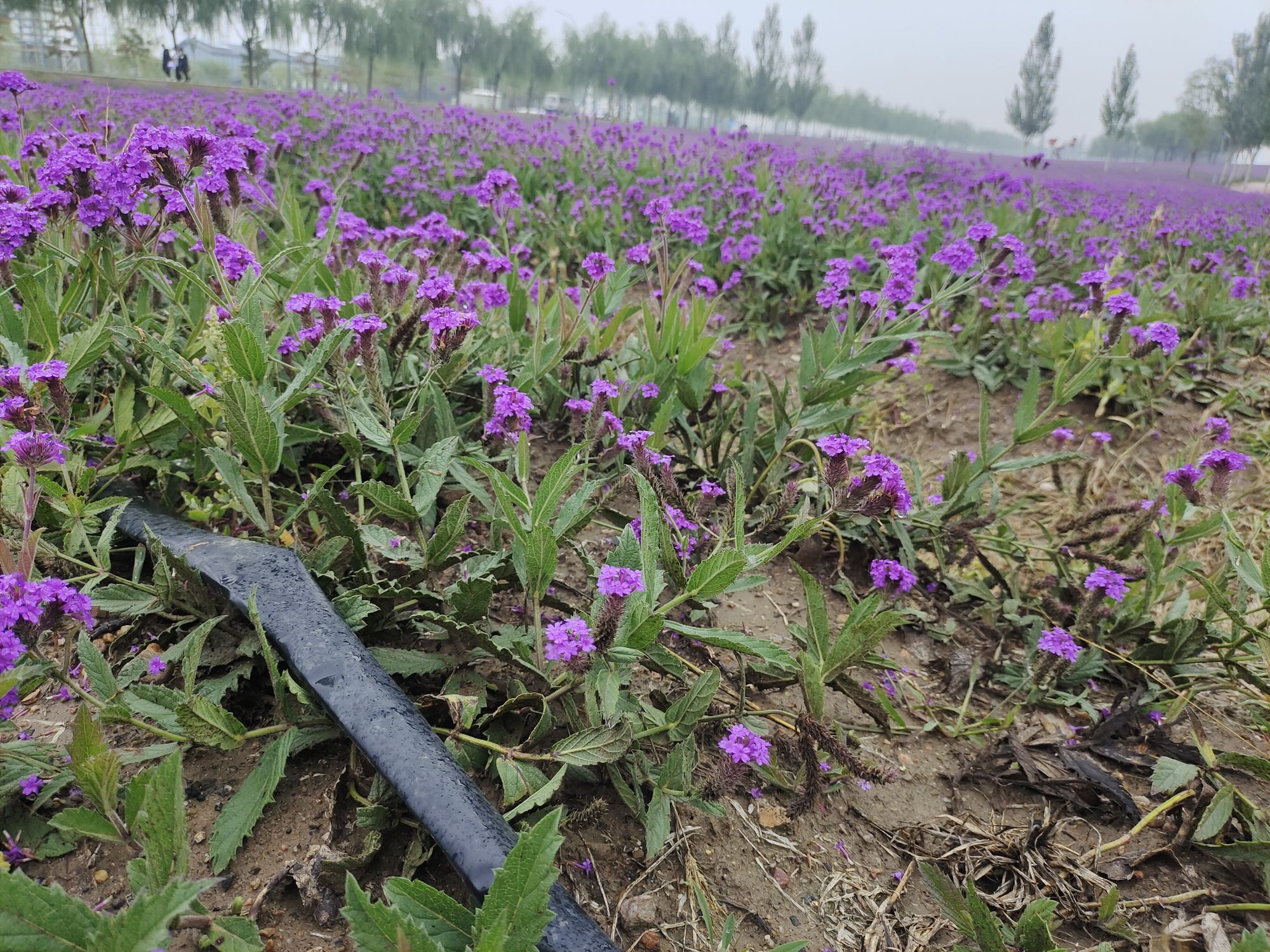 大黑河郊野公园旅行图片 3