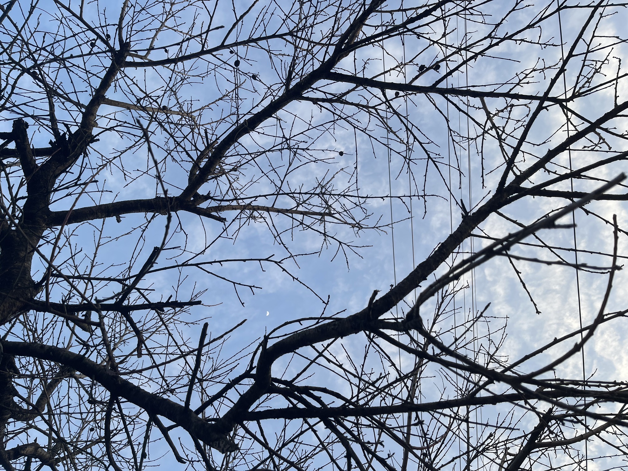香隅公园旅行图片 3