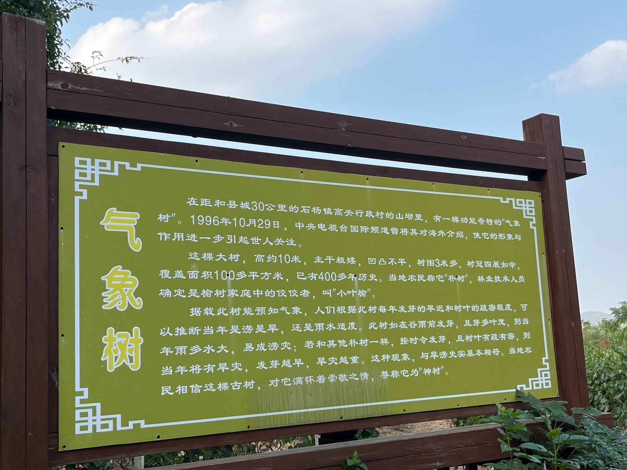 气象树旅行图片 2