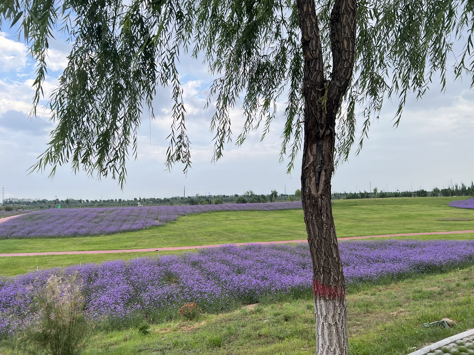 花海之约旅行图片 2