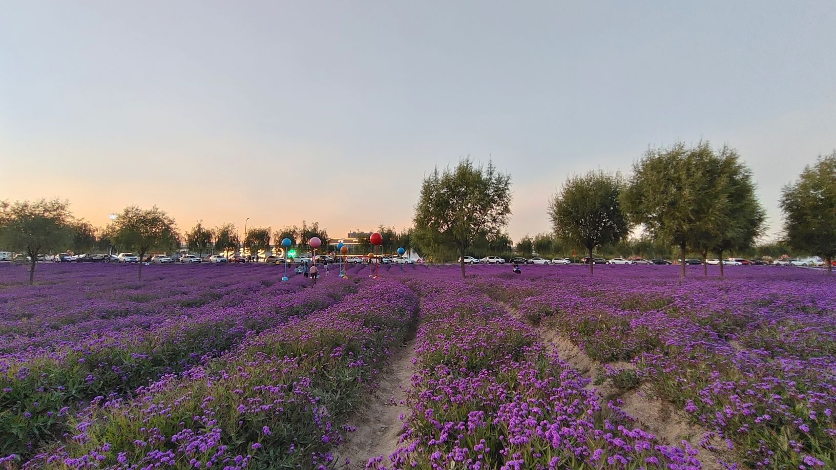 花海之约旅行图片 3