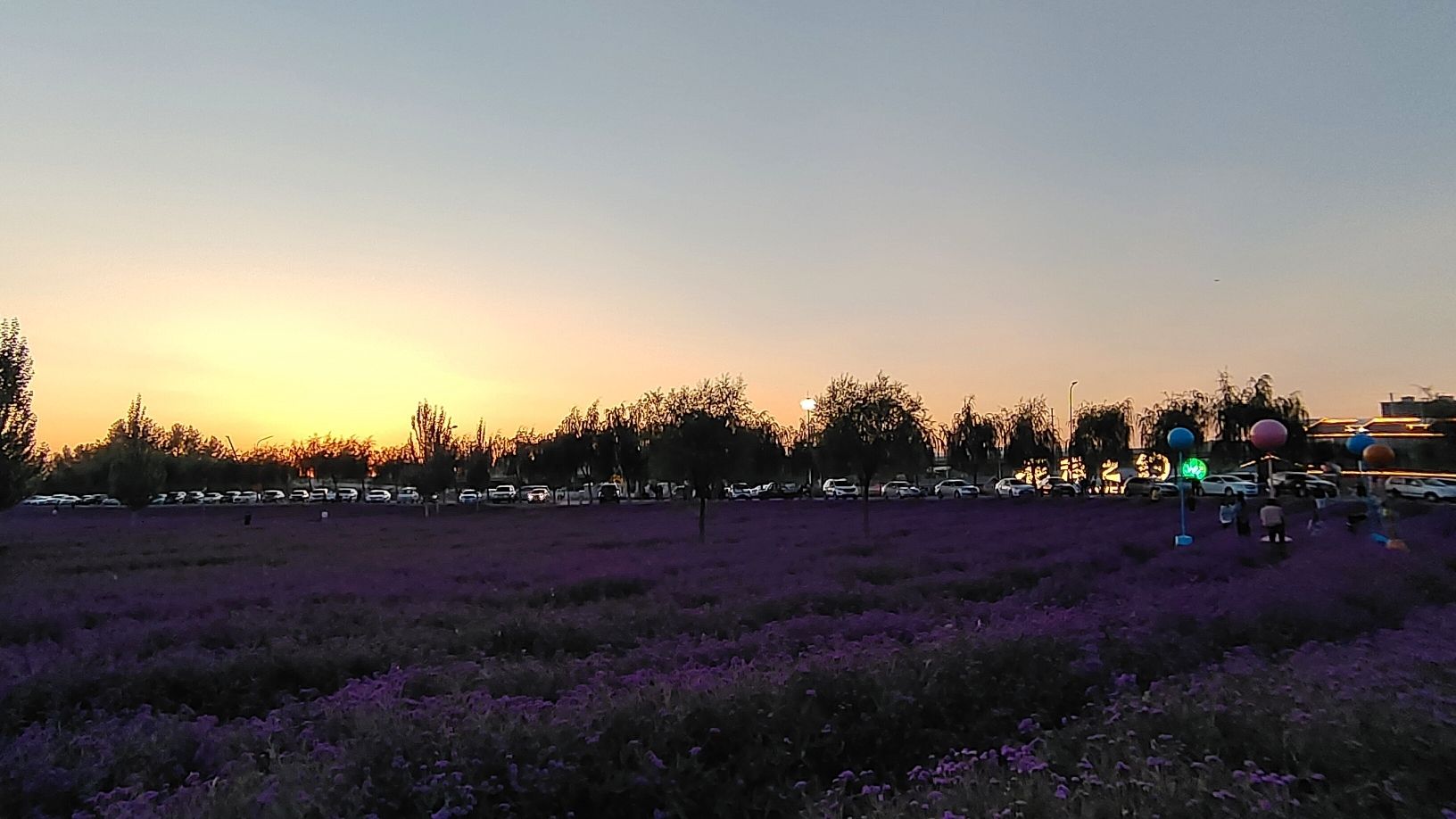 花海之约旅行图片 2