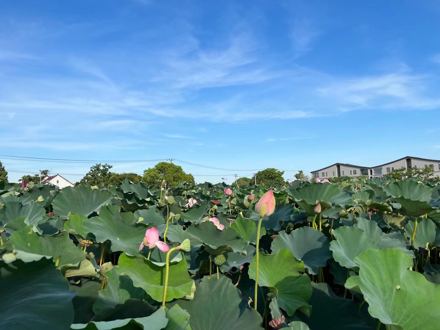 藕遇公园旅行图片 1